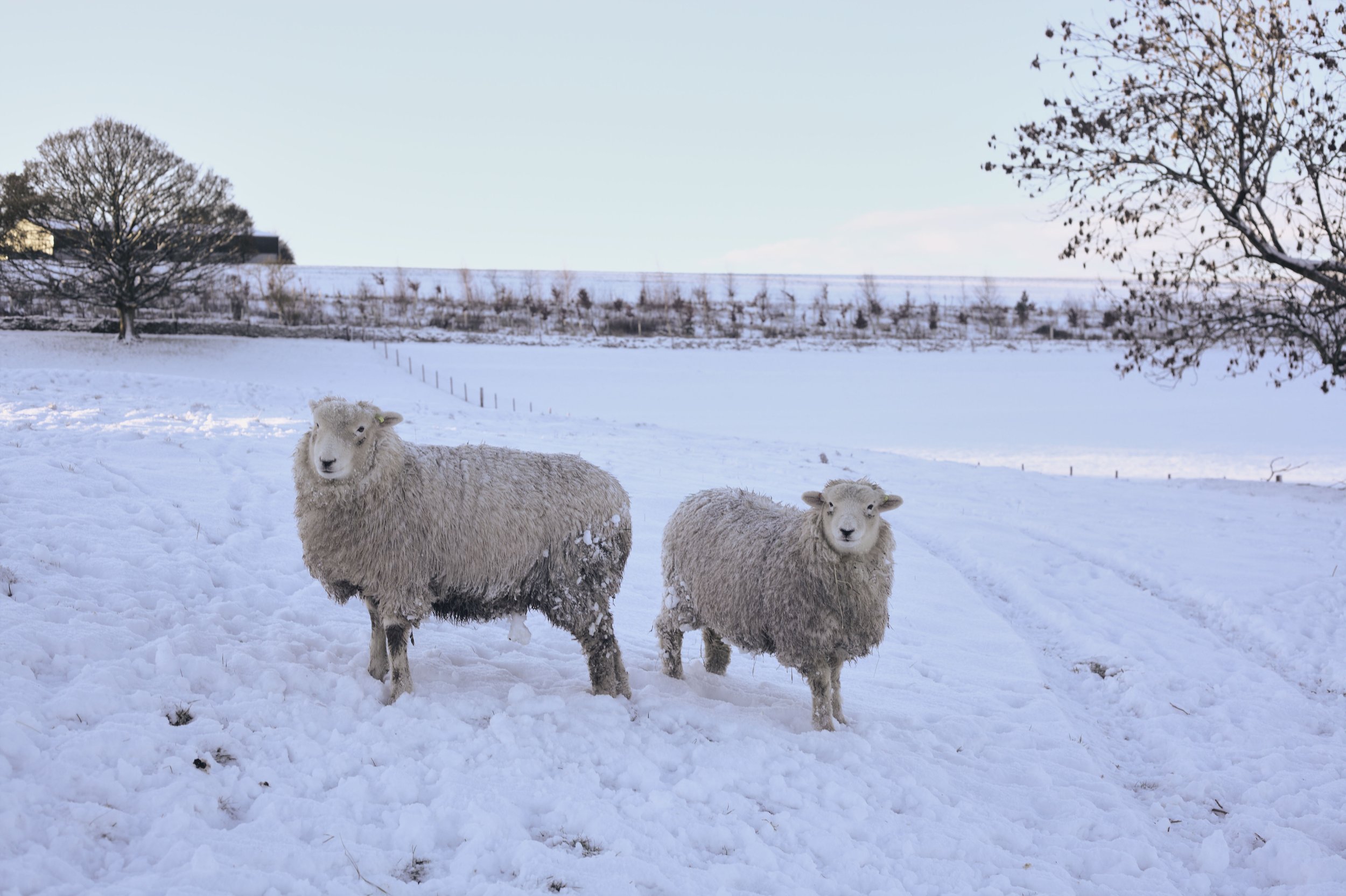  The Devon Closewool is a dual purpose breed that produces wonderful meat as well as copious amounts of lofty wool. 