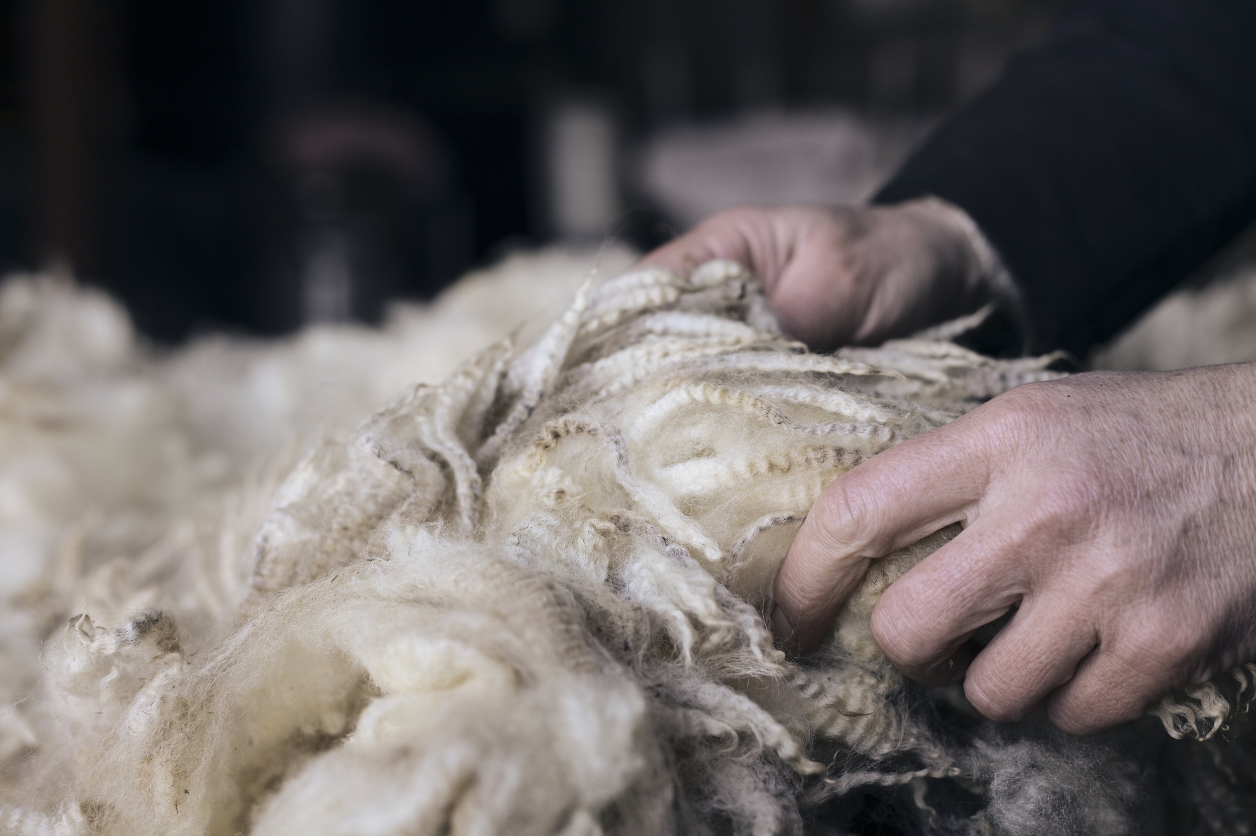  Lydia processes much of the Closewool fleece herself, washing and dyeing it using homegrown natural dyes. 