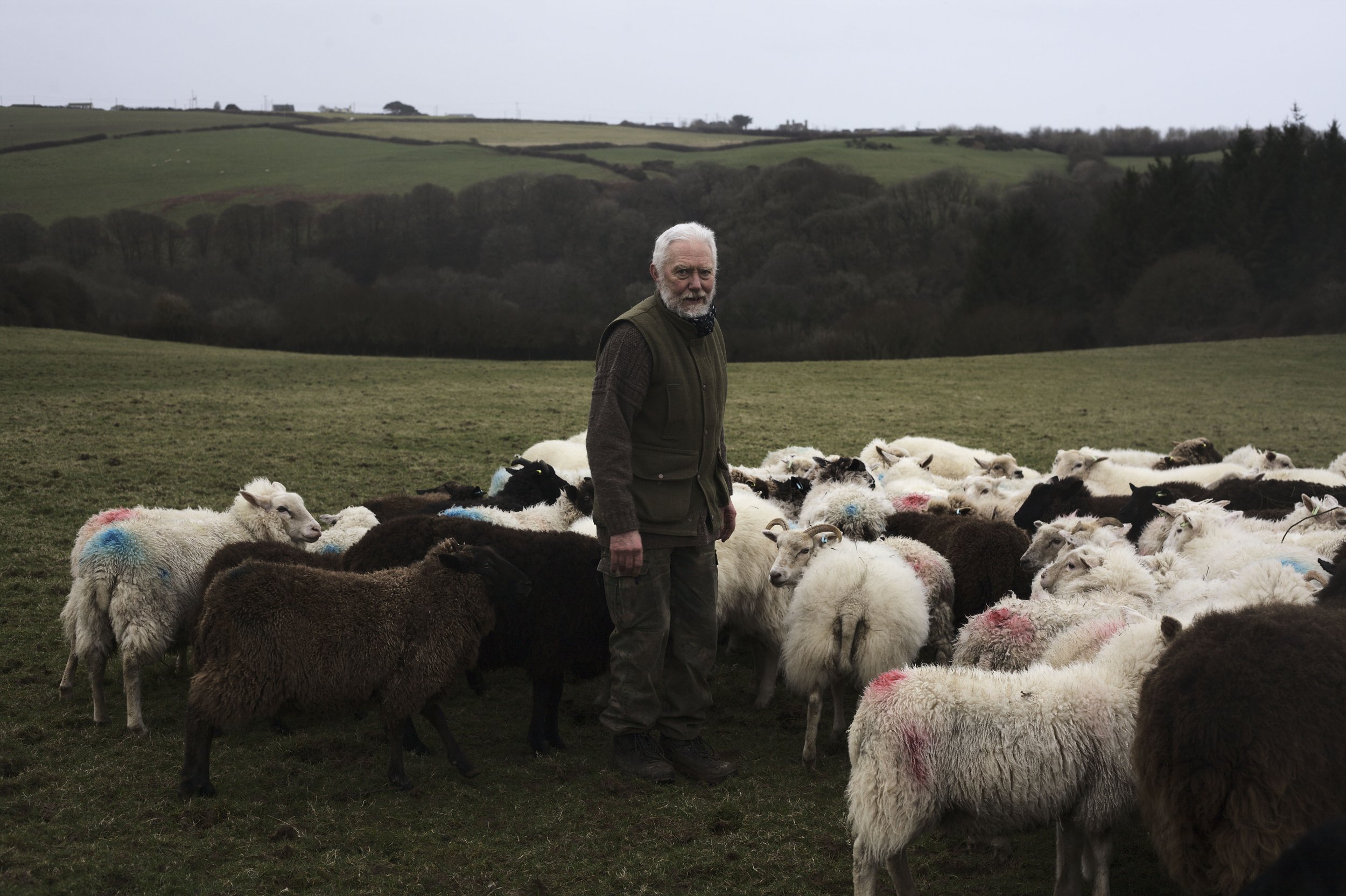  Lawrence with his mixed flock of British Milk, Friesian, Zwartble, and Shetland sheep. 
