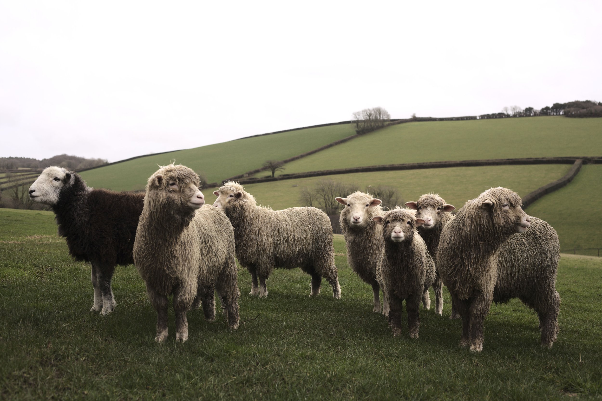  A chance encounter with merino sheep at the local livestock market led to Rushlade Farm diversifying their traditional hill farm which had previously focused on commercial meat breeds of sheep. 