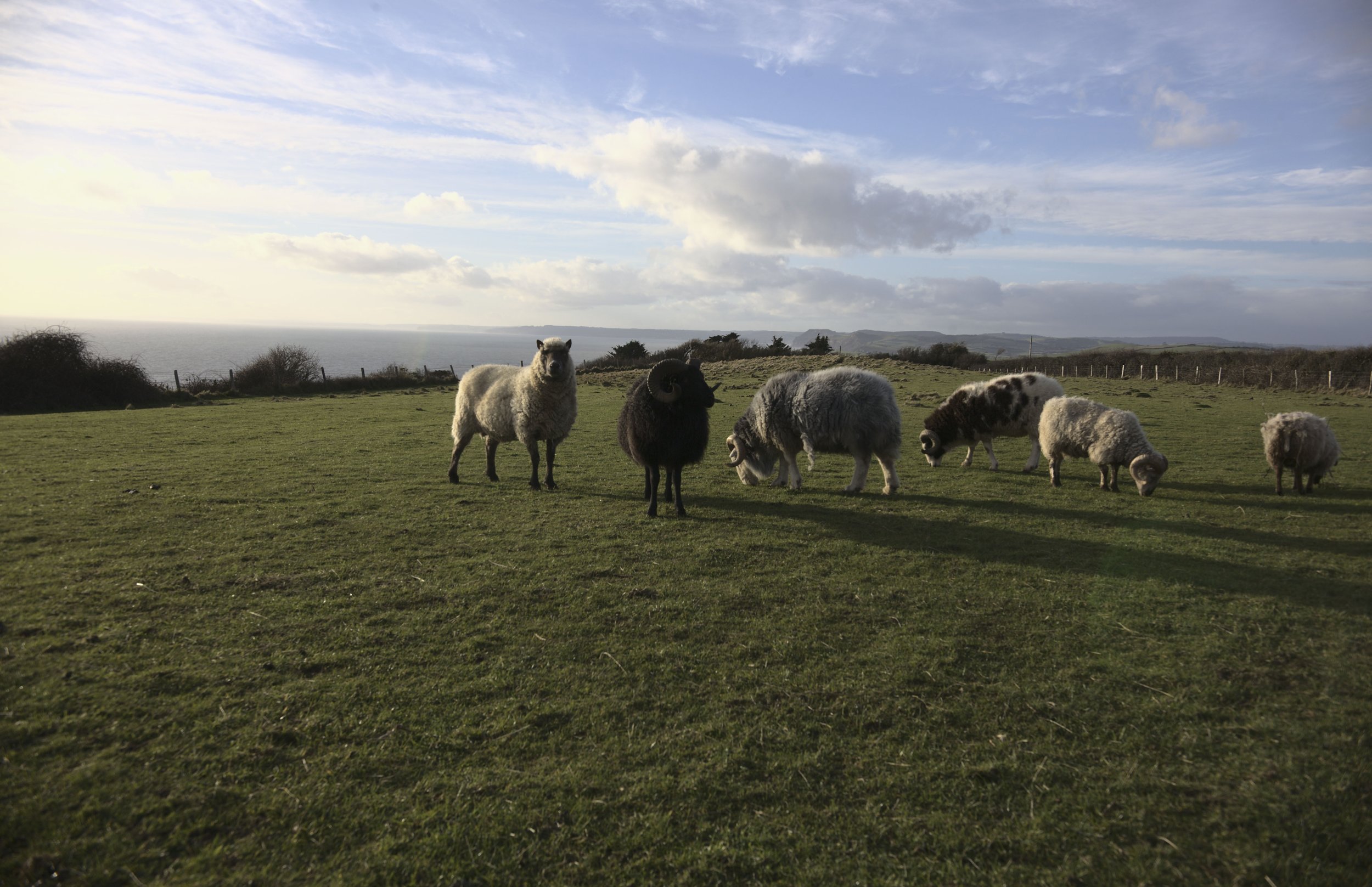  Comprising five different native breeds, breeding involves five different rams, here enjoying the panoramic coastal views. 