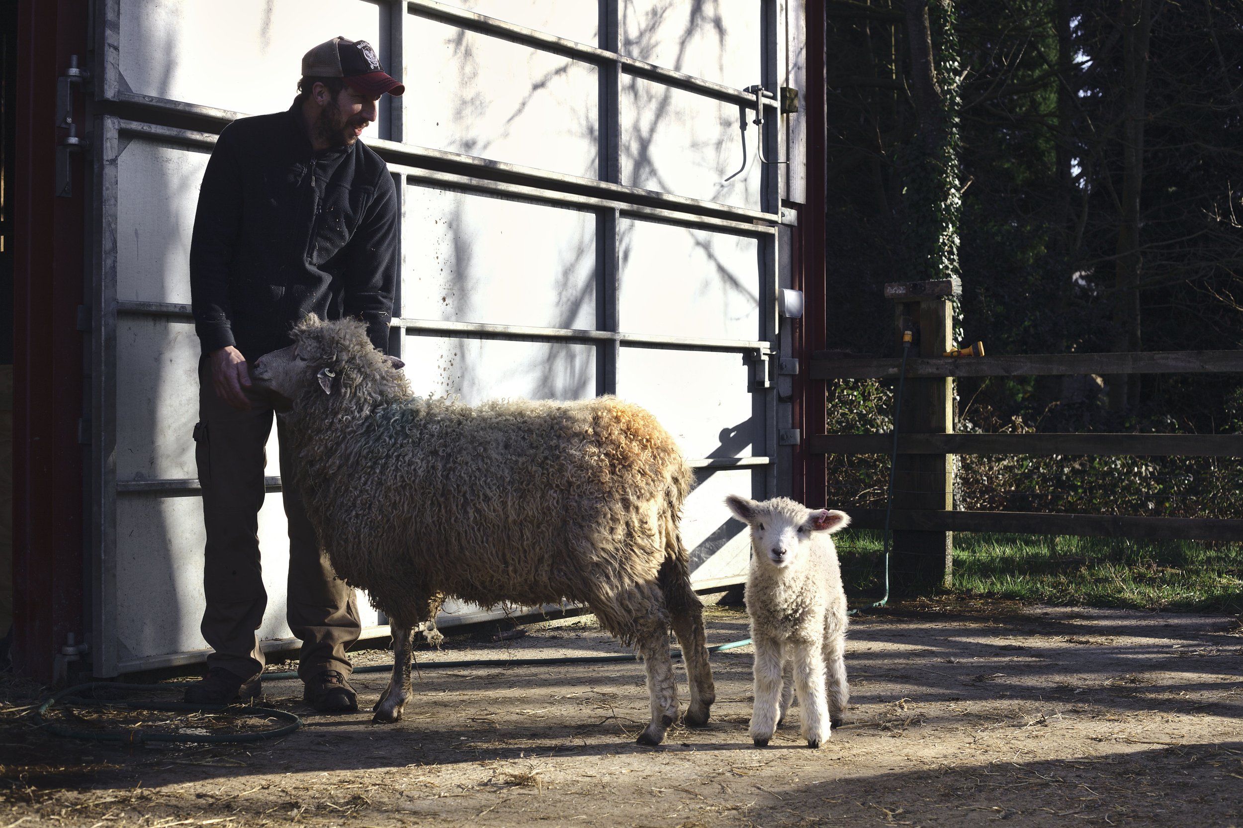  Tom manages the livestock and the landscape of the estate, optimizing grazing both for the welfare of the flock and the biodiversity of the valley. 