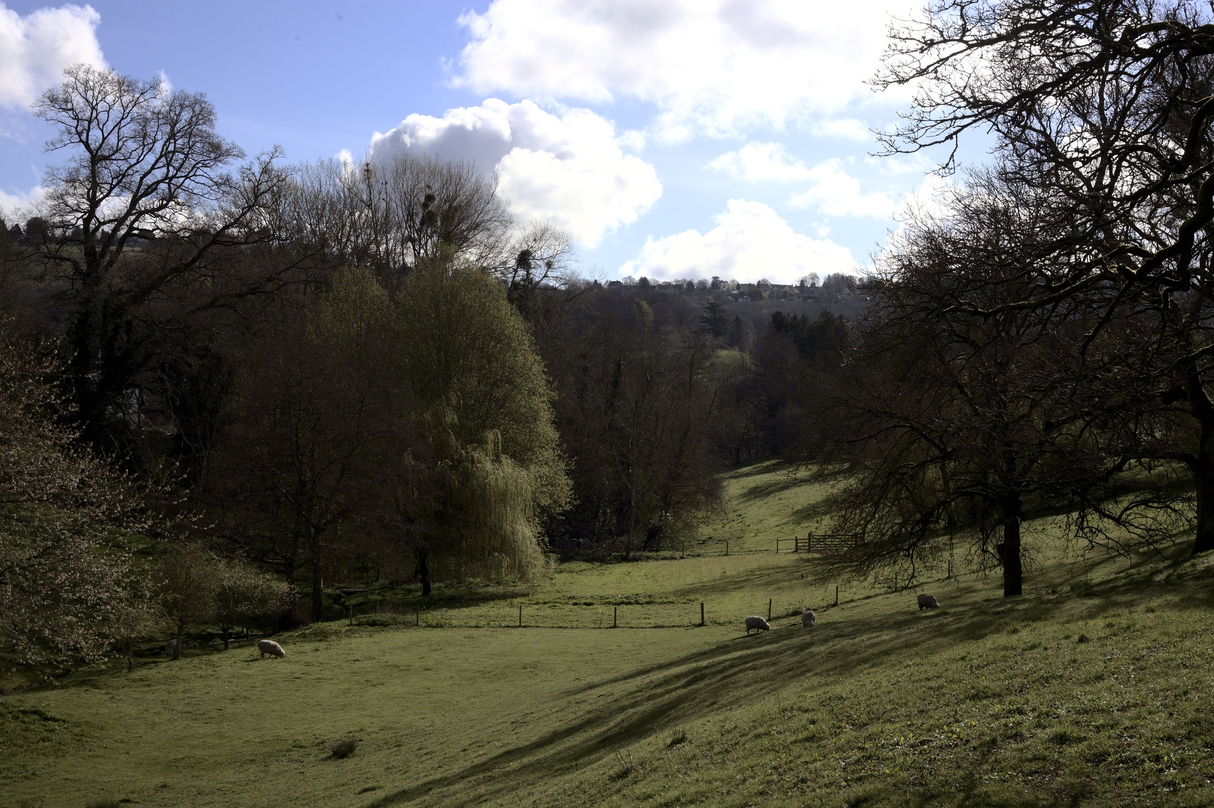  The Woodchester House Estate comprises native woodland, old pasture, streams, and springs. 