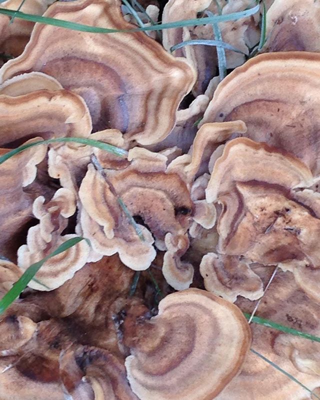 almost looks like agate, but it's not! from a walk outside Boston #mushrooms#fungi#naturedistilled