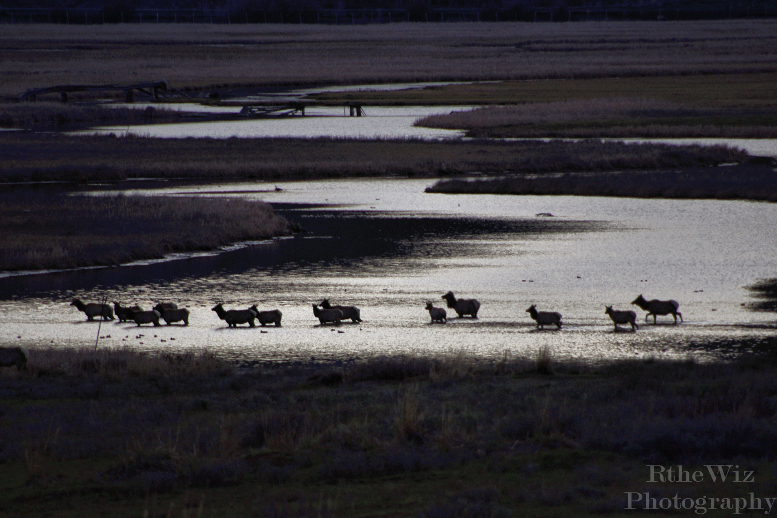 National Elk Refuge Outside of Jackson Hole, Wyoming