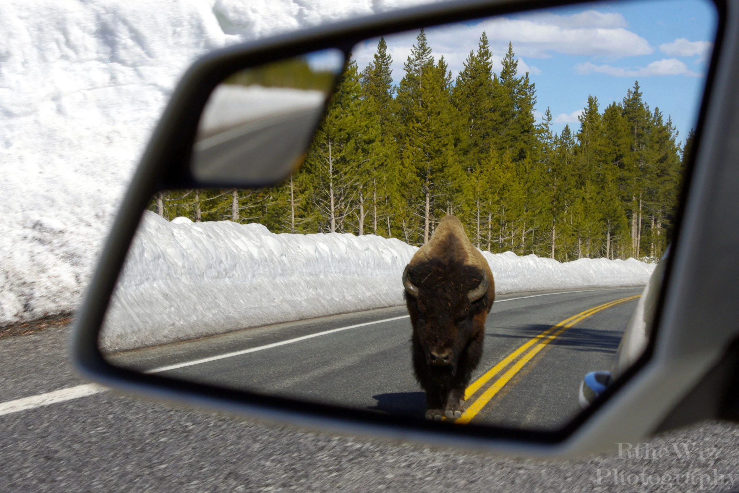 No Passing Zone - Yellowstone