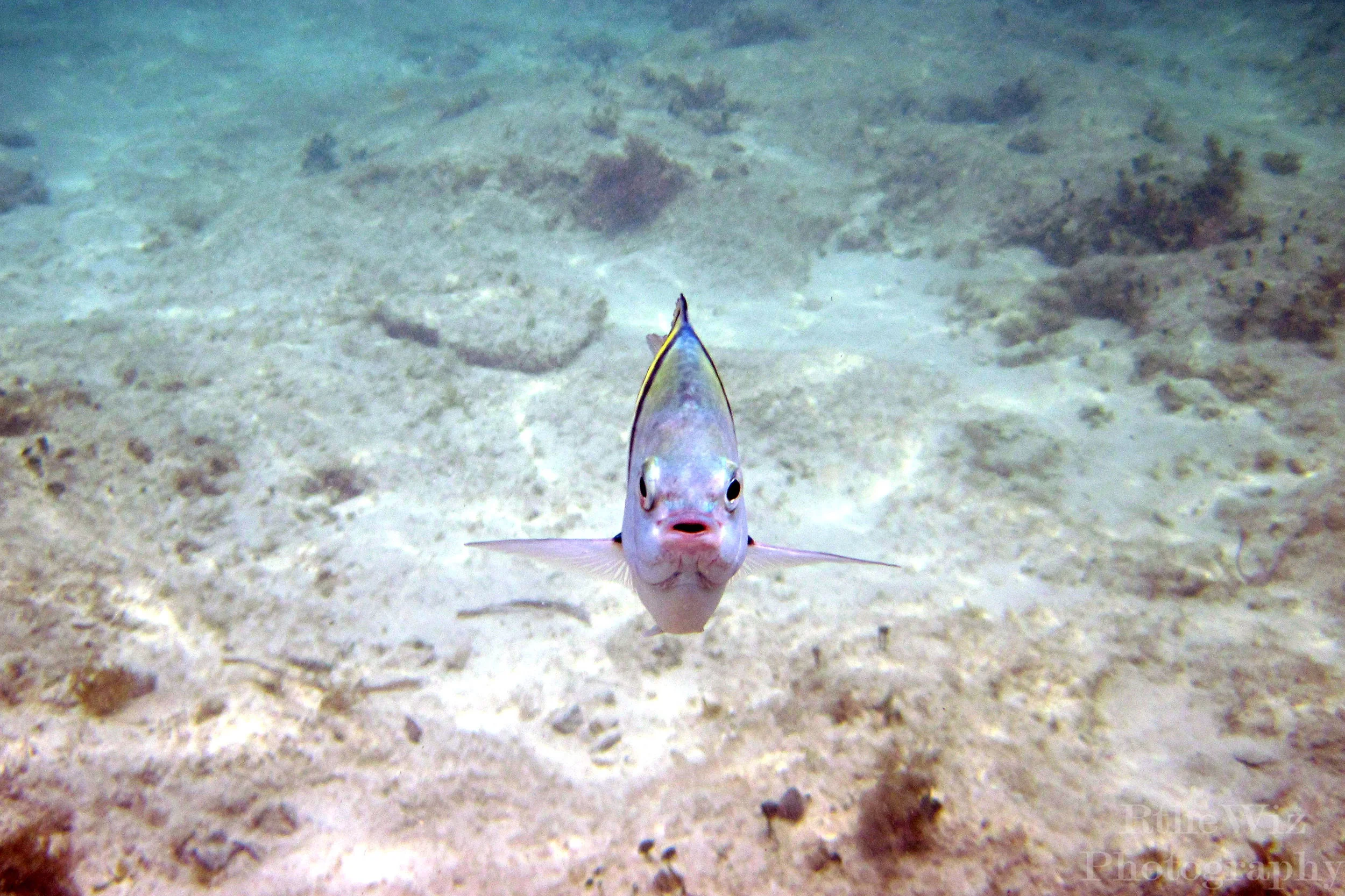 Cozumel, Mexico