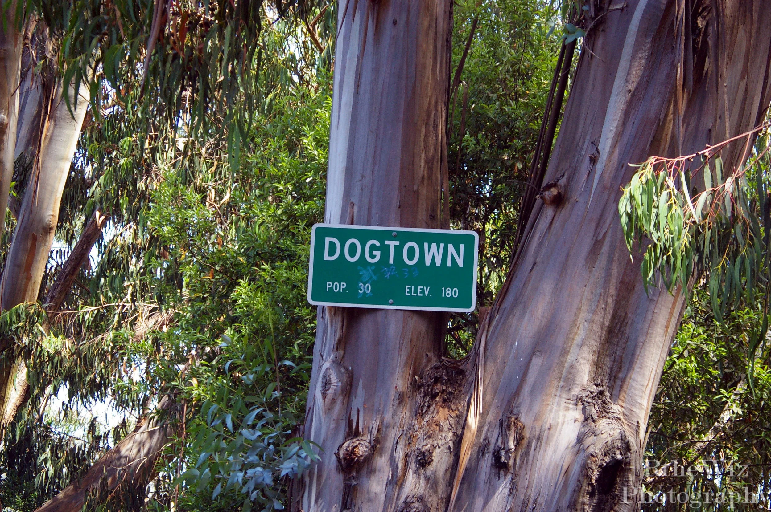 Dogtown