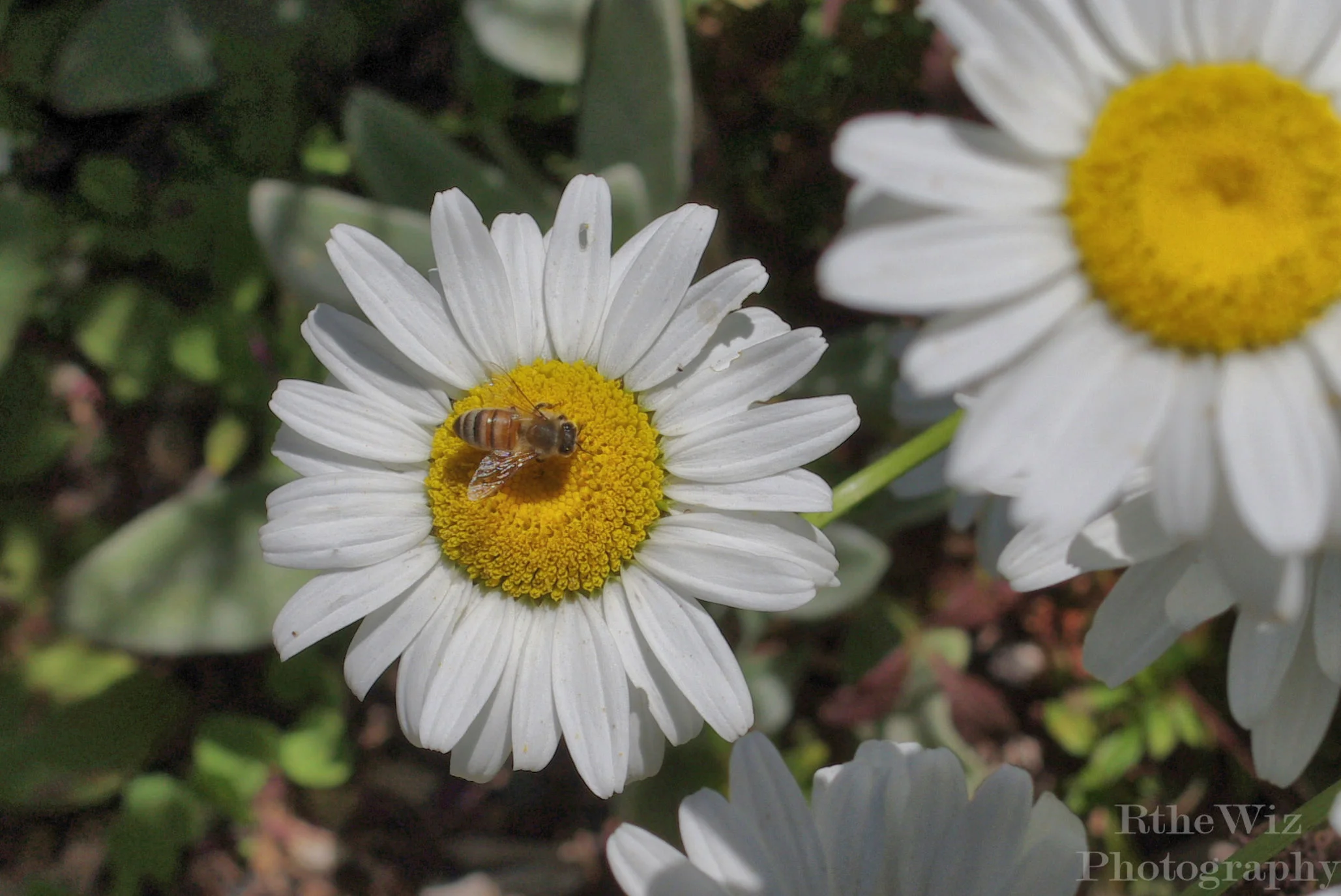 Stop and smell the FLOWERS