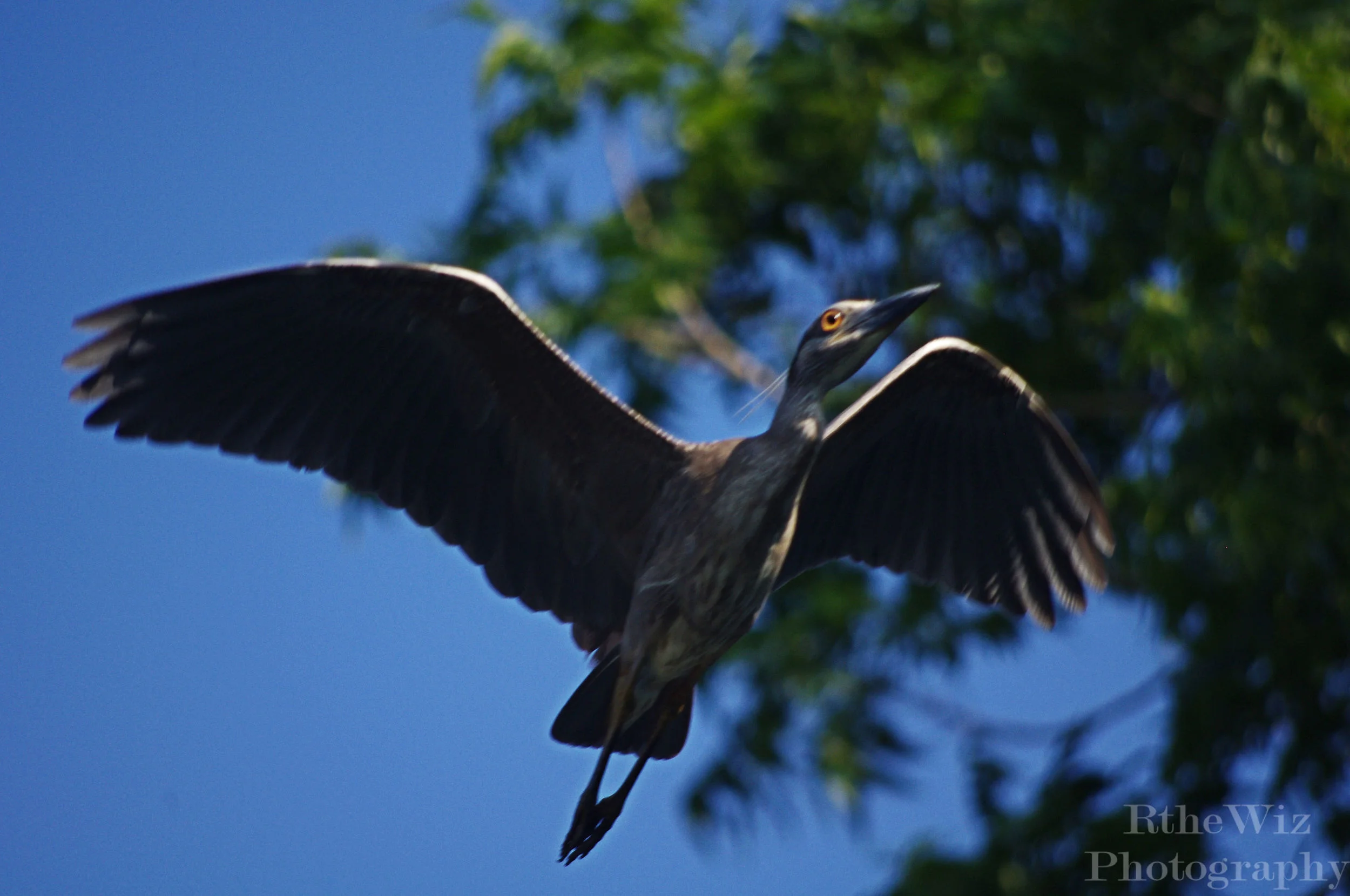 Just Passing Through