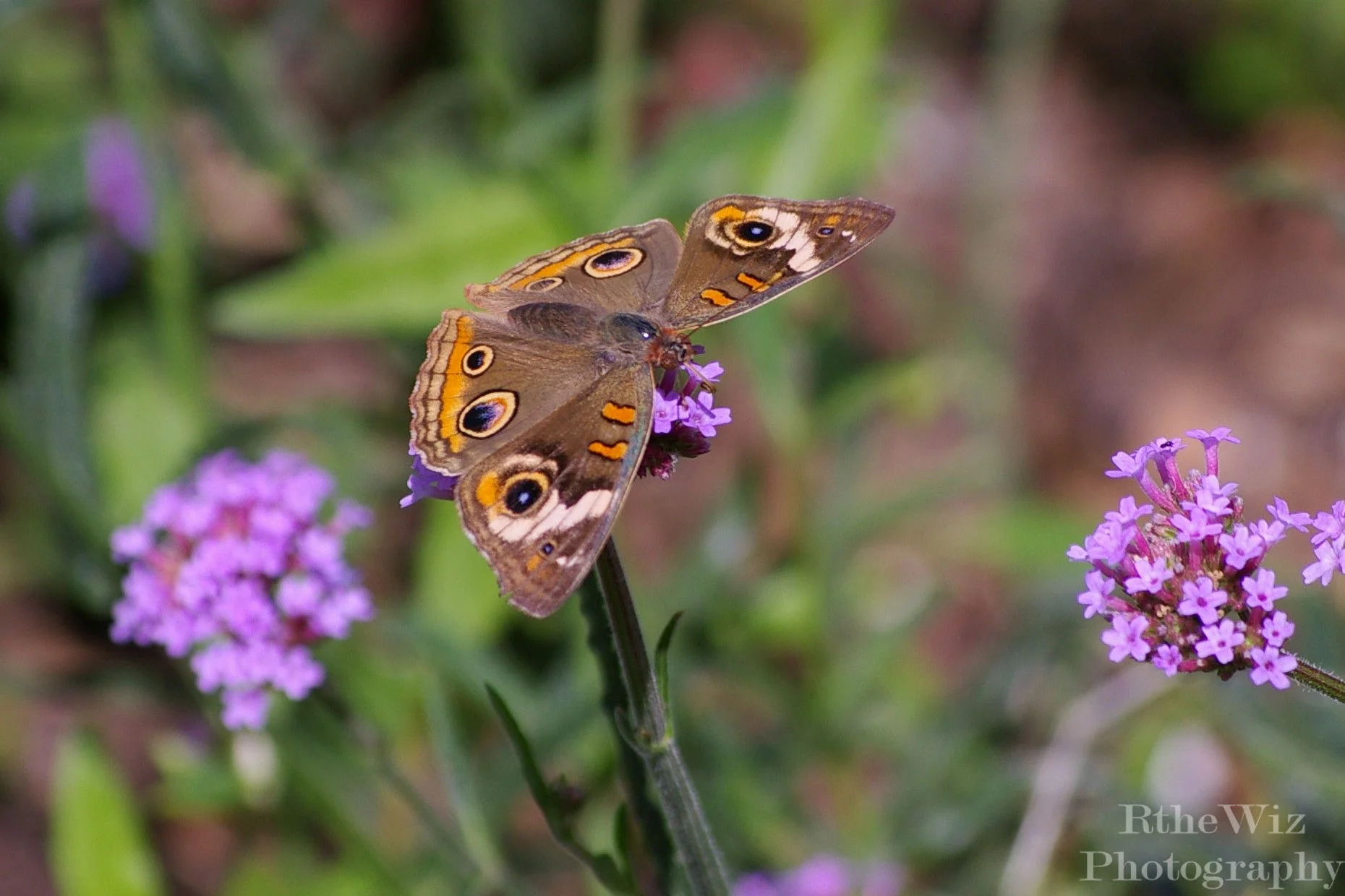 Flower and Garden Festival - Epcot