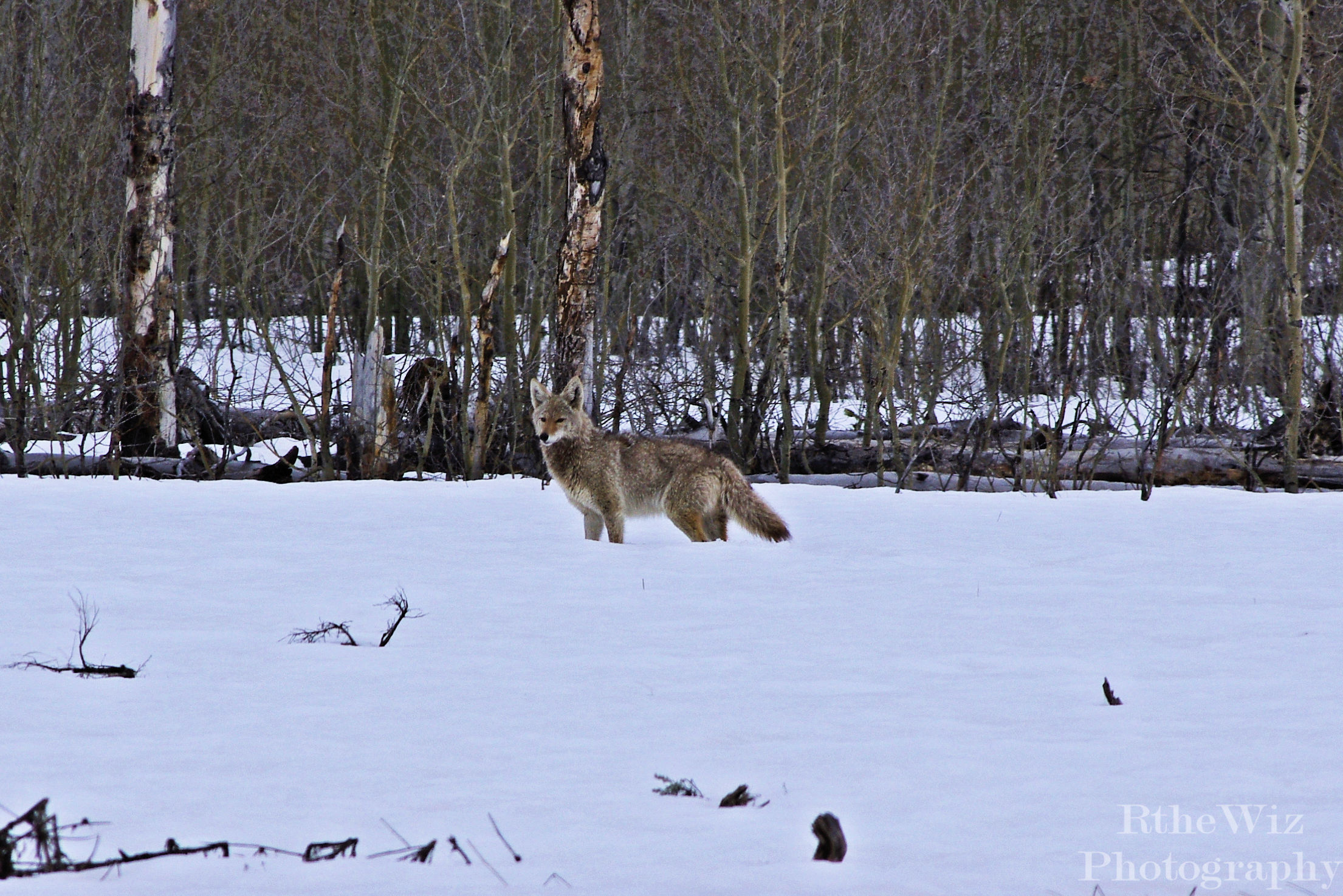 Grand Tetons National Park - Wyoming