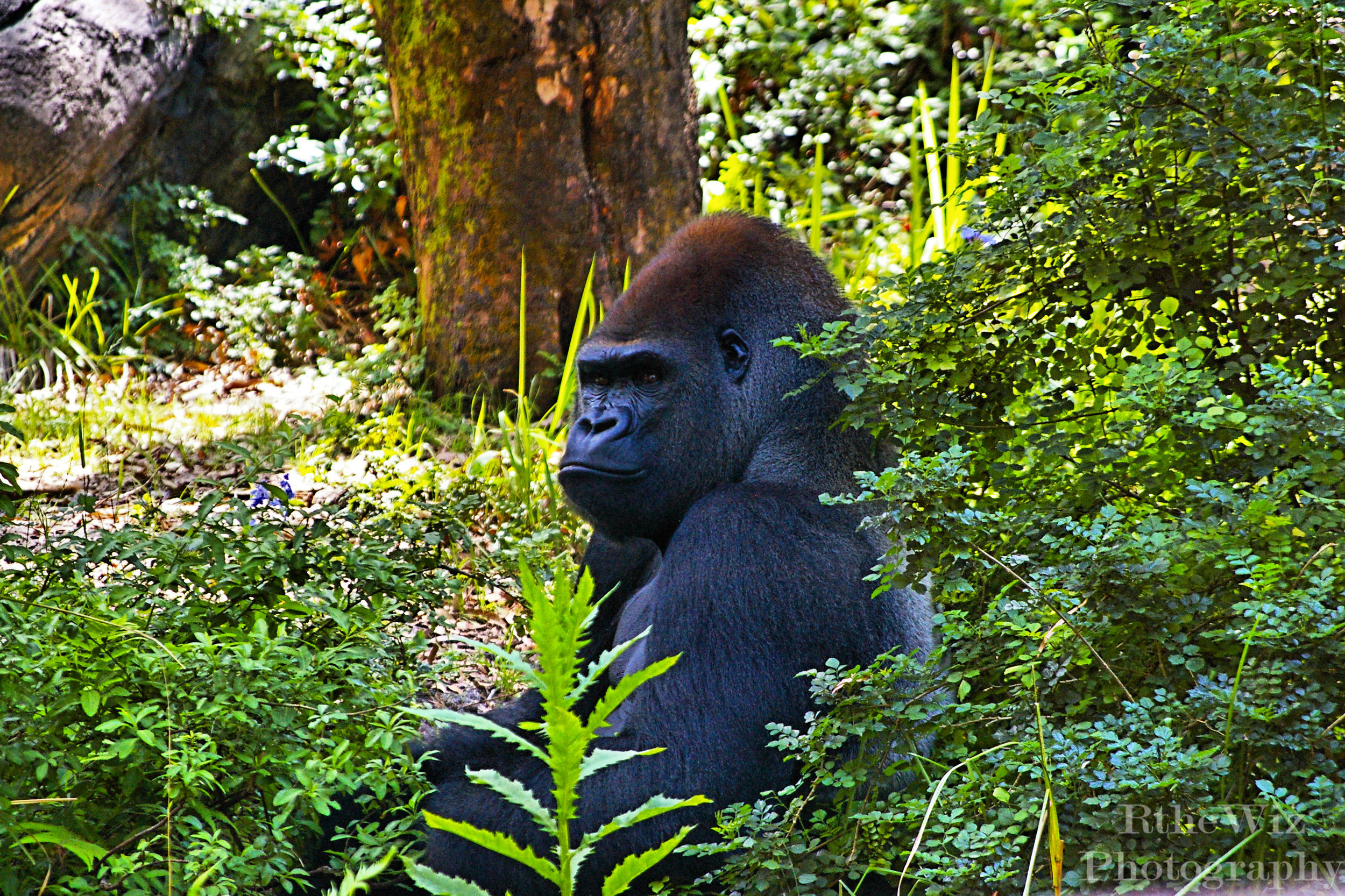 Kong
