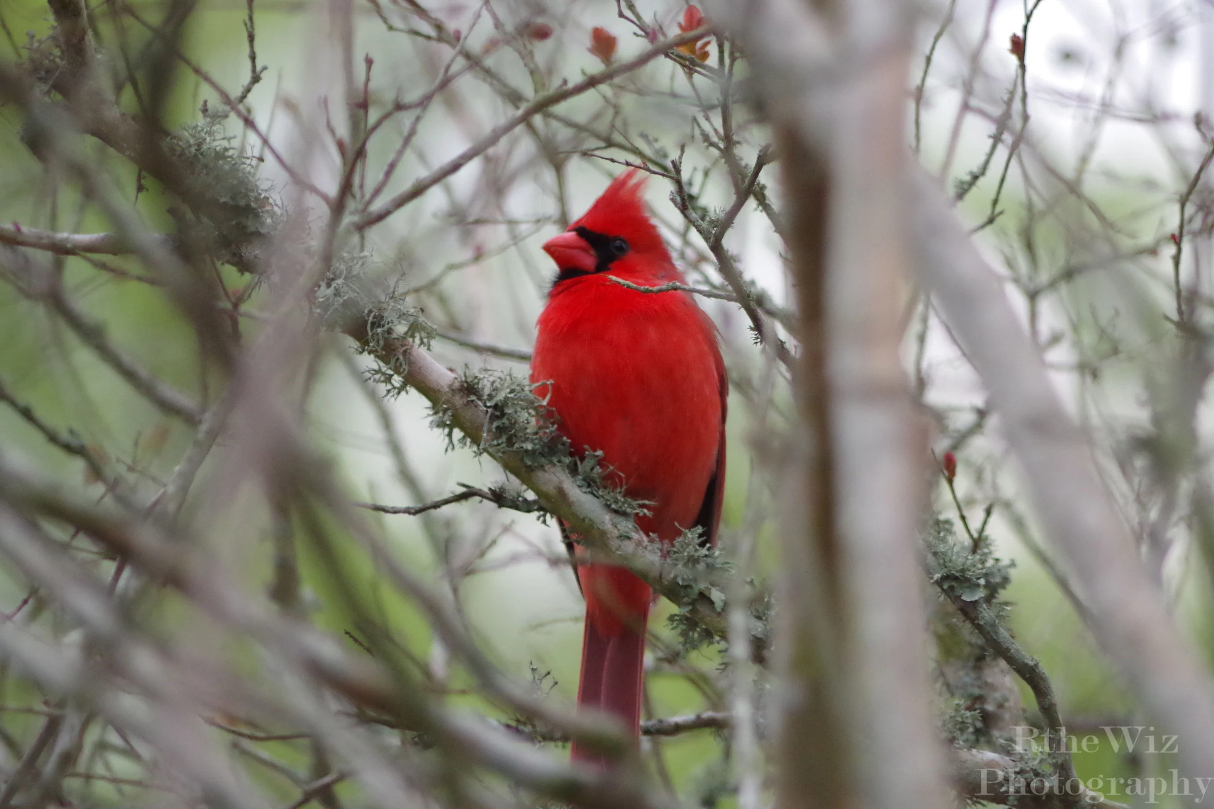 Red - our daily visitor