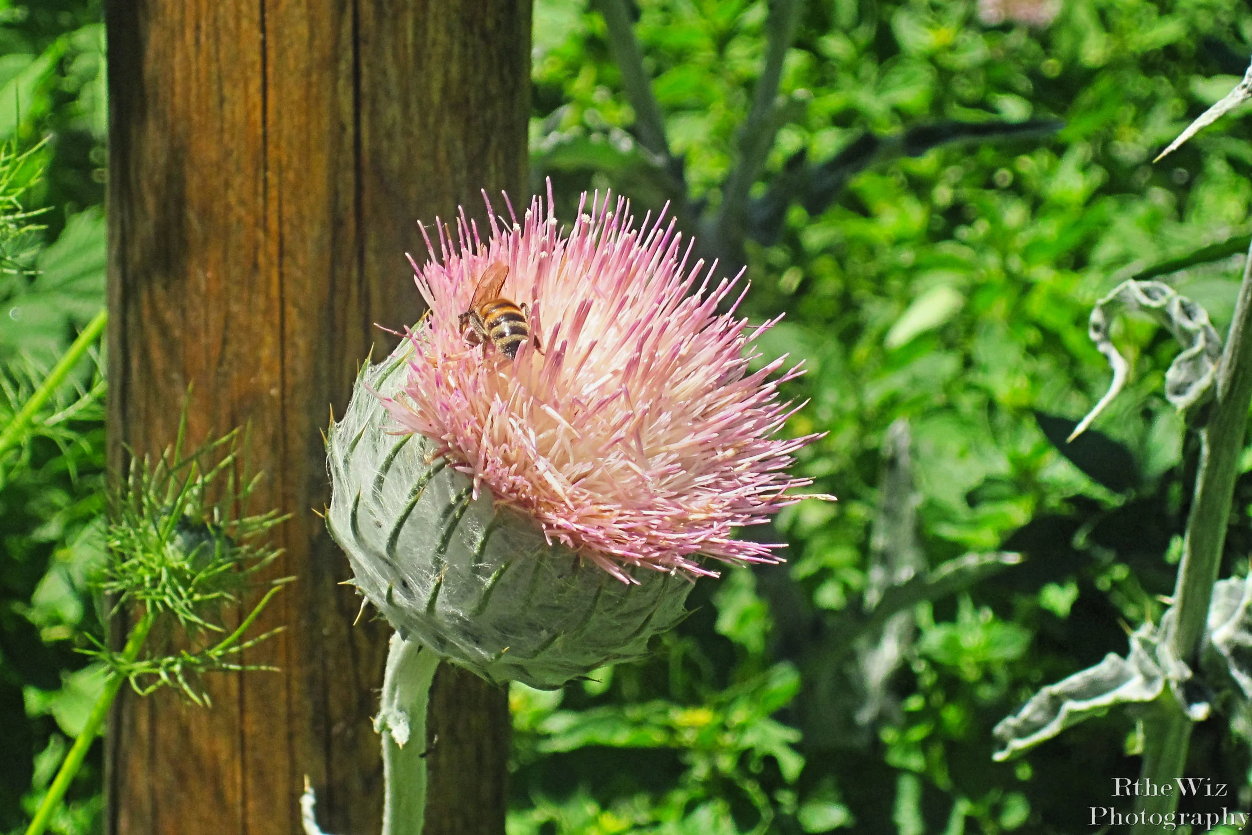 Blooming Artichoke