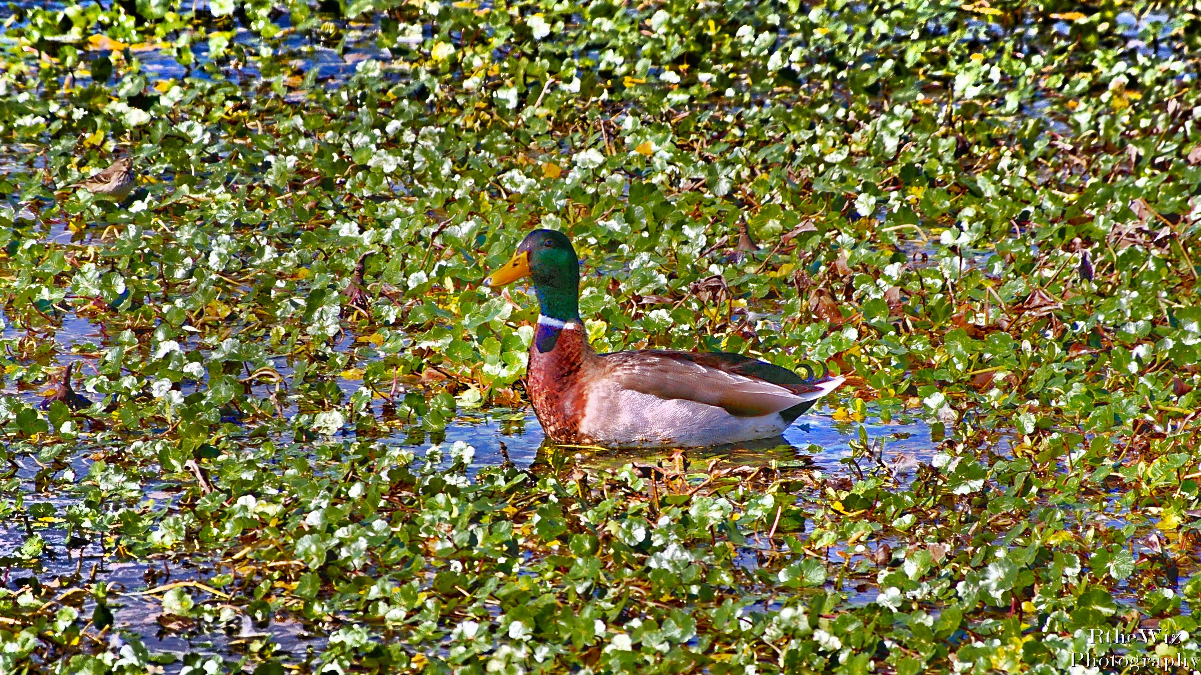 Ducks on my mind . . .