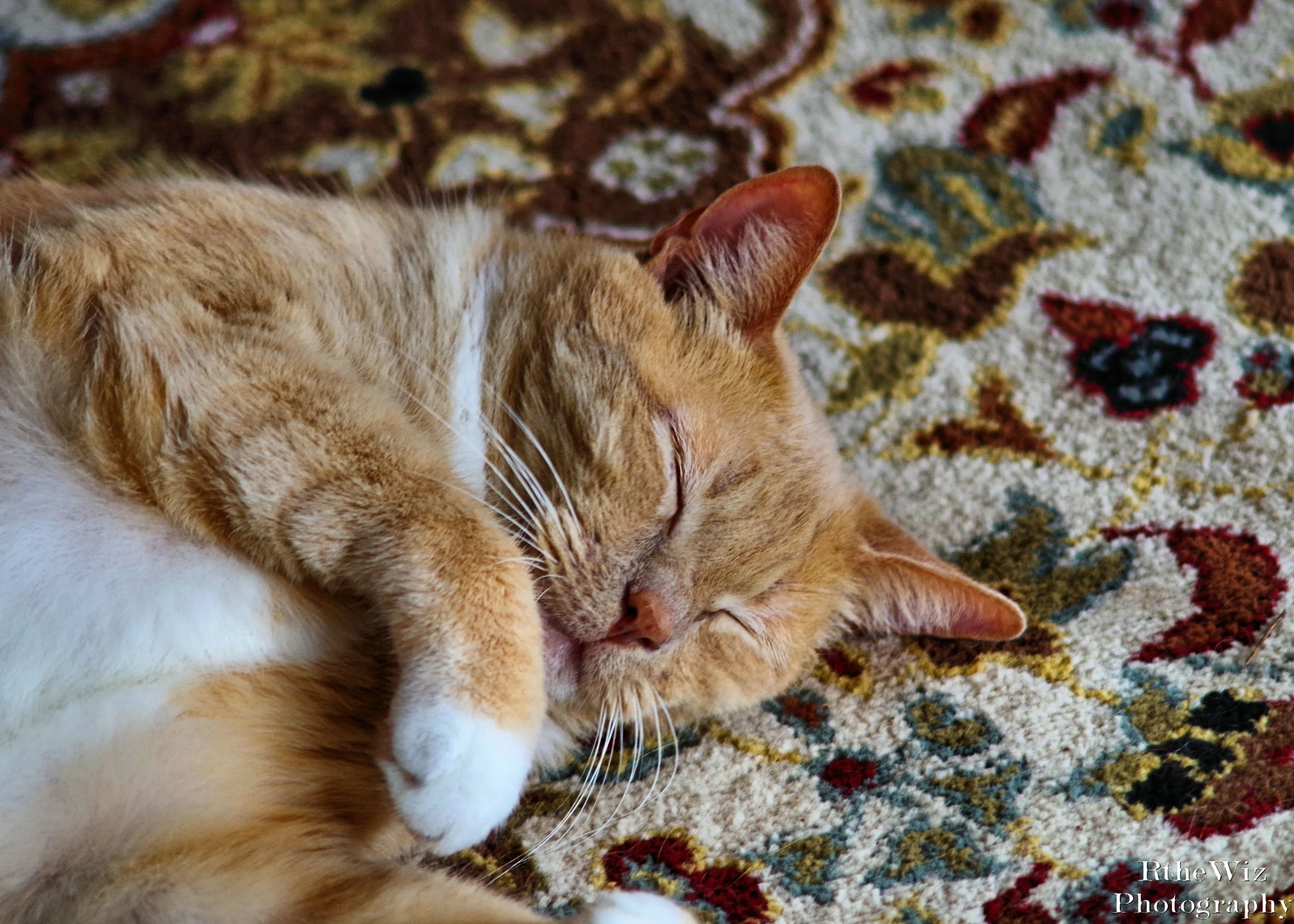 Naptime - Frank the Cat