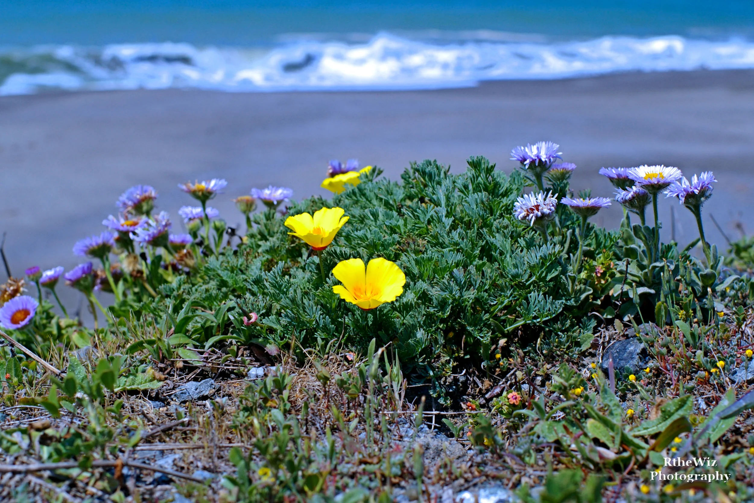 Just north of Jenner, California