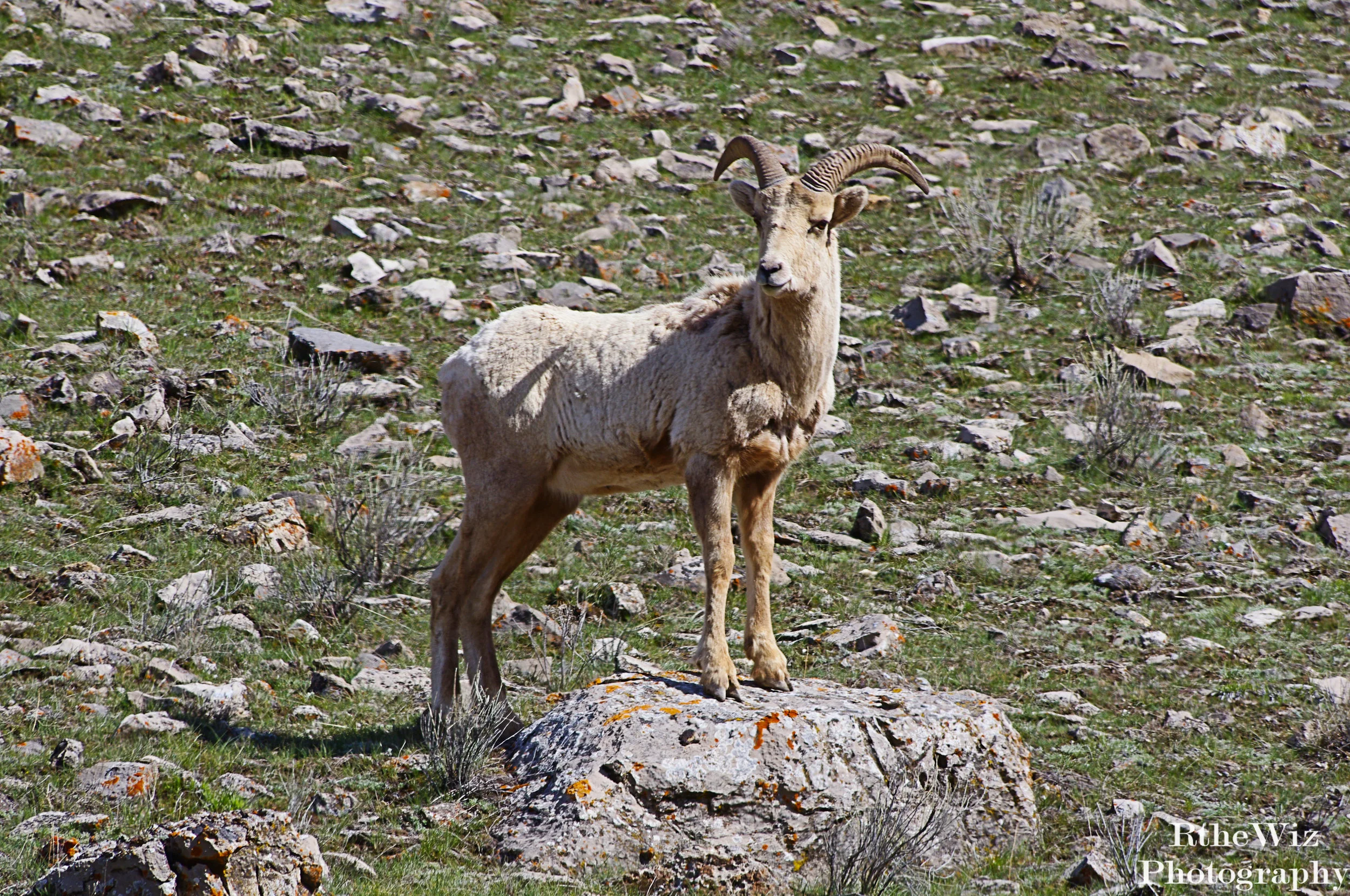 Copy of IMGP9967.JPG