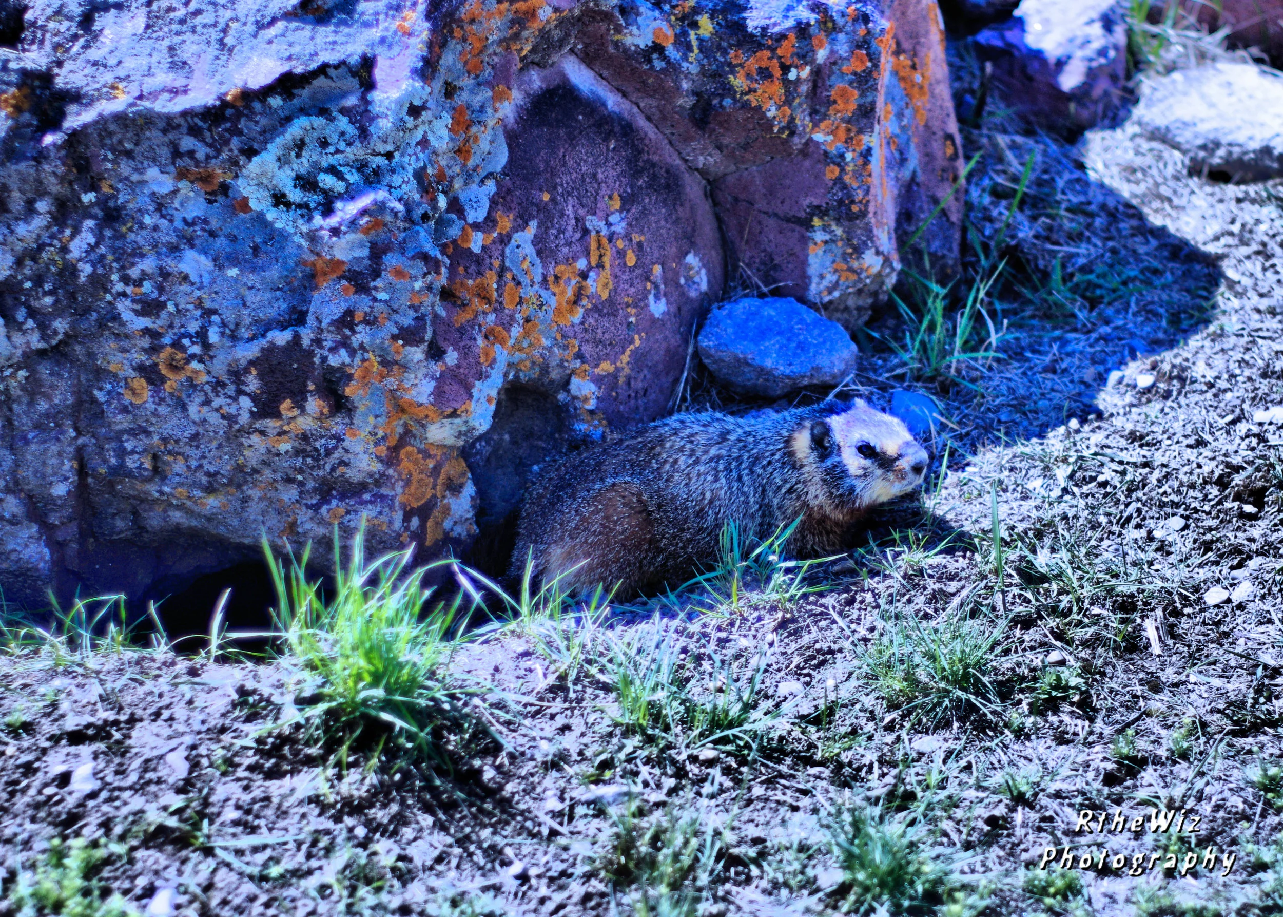 A random Marmot in the Jackson Hole Elk Refuge.