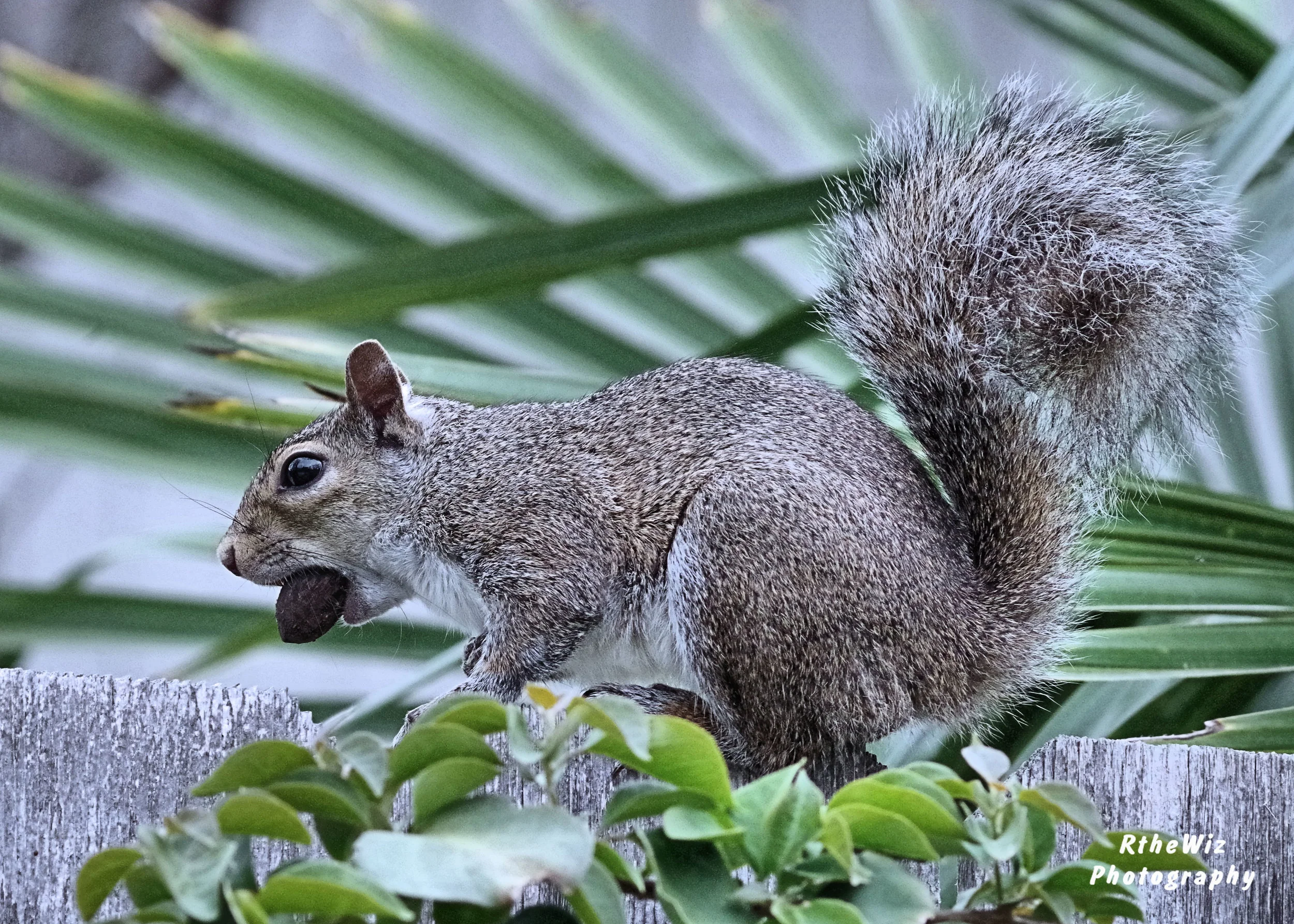 Copy of RGW_1455.JPG