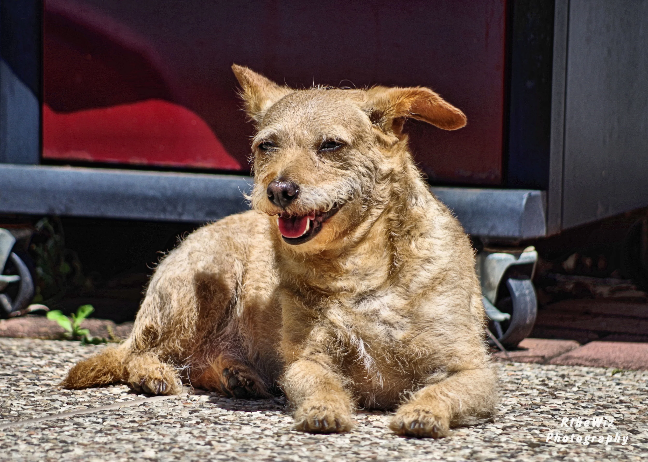 Copy of RGW_1611.JPG