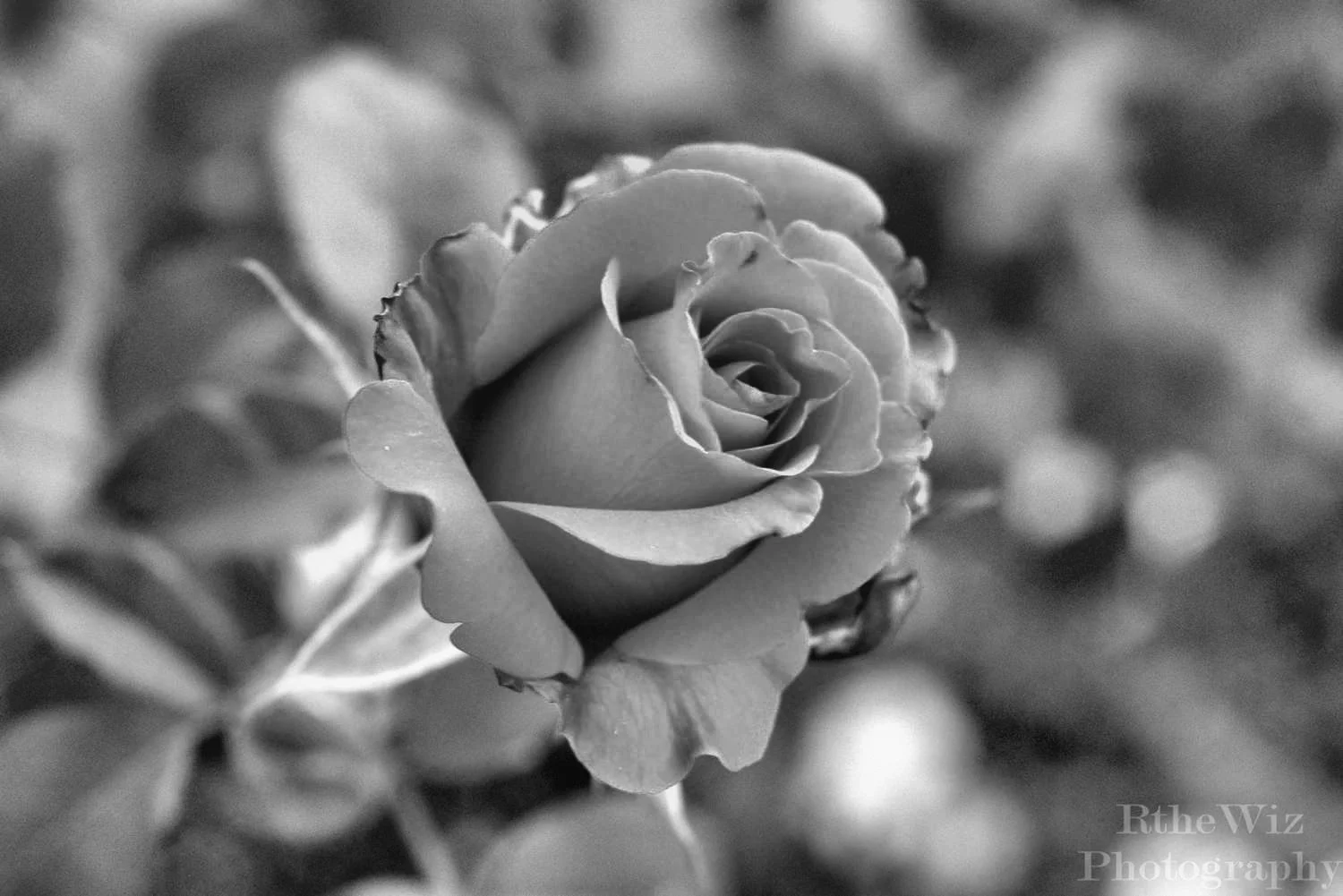 Sanober Khan is a Mumbai-based poet and freelance writer. Her work has been published in various journals, including the Taj Mahal Review and the First Literary Review-East. In 2012, her first book "A touch, a tear, a tempest' was shortlisted for t…