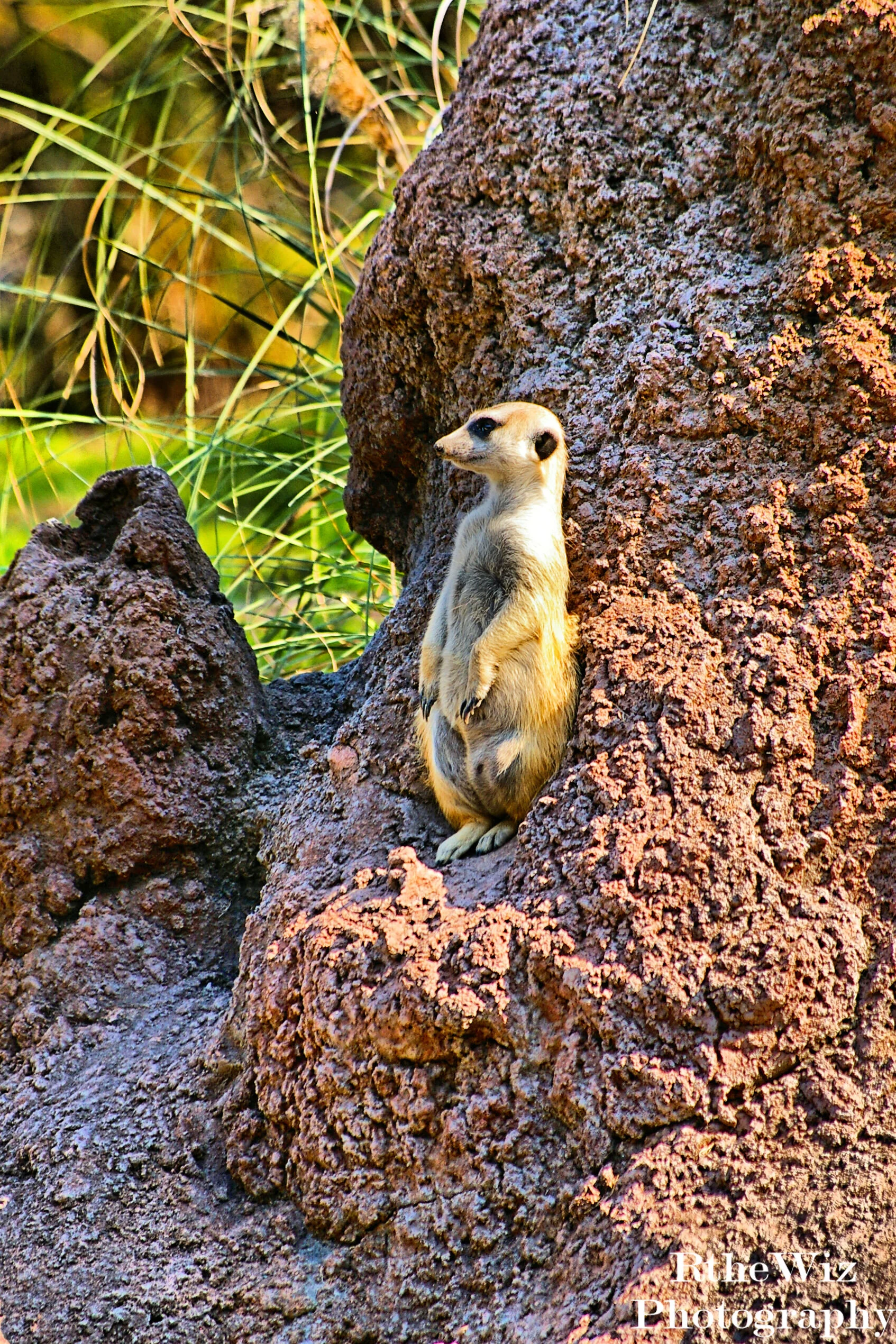 A meerkat scout.