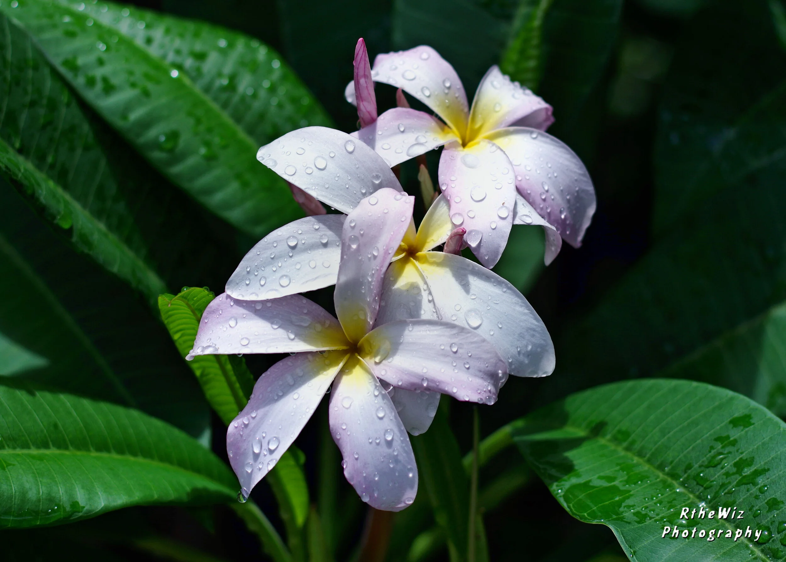 Plumeria morning dew.