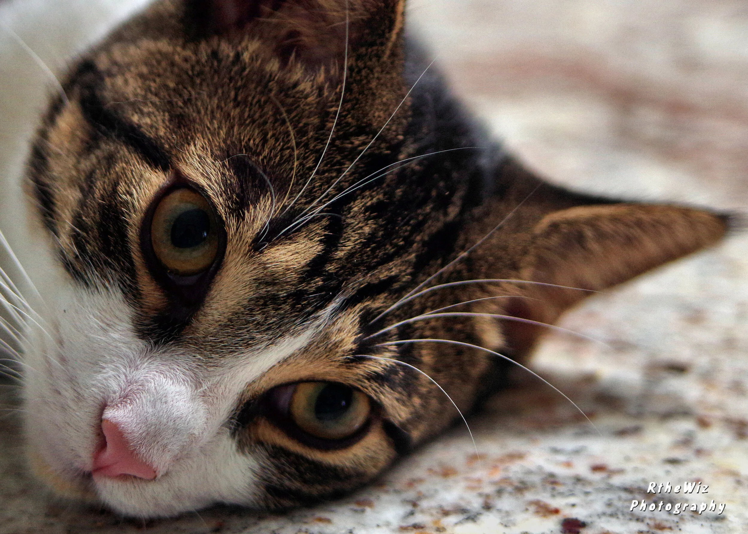 Copy of RWIZ9655.JPG