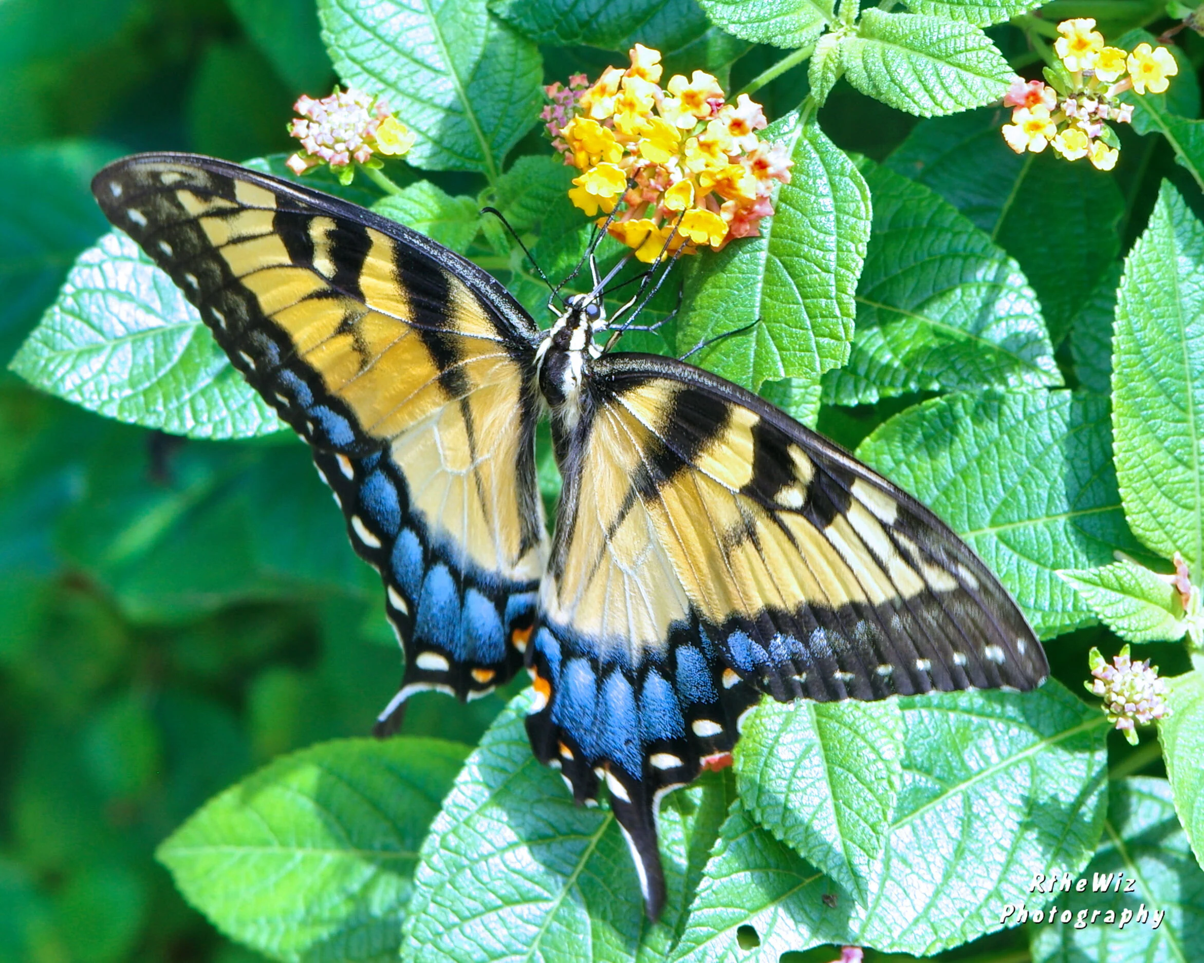 Eastern Tiger Swallowtail