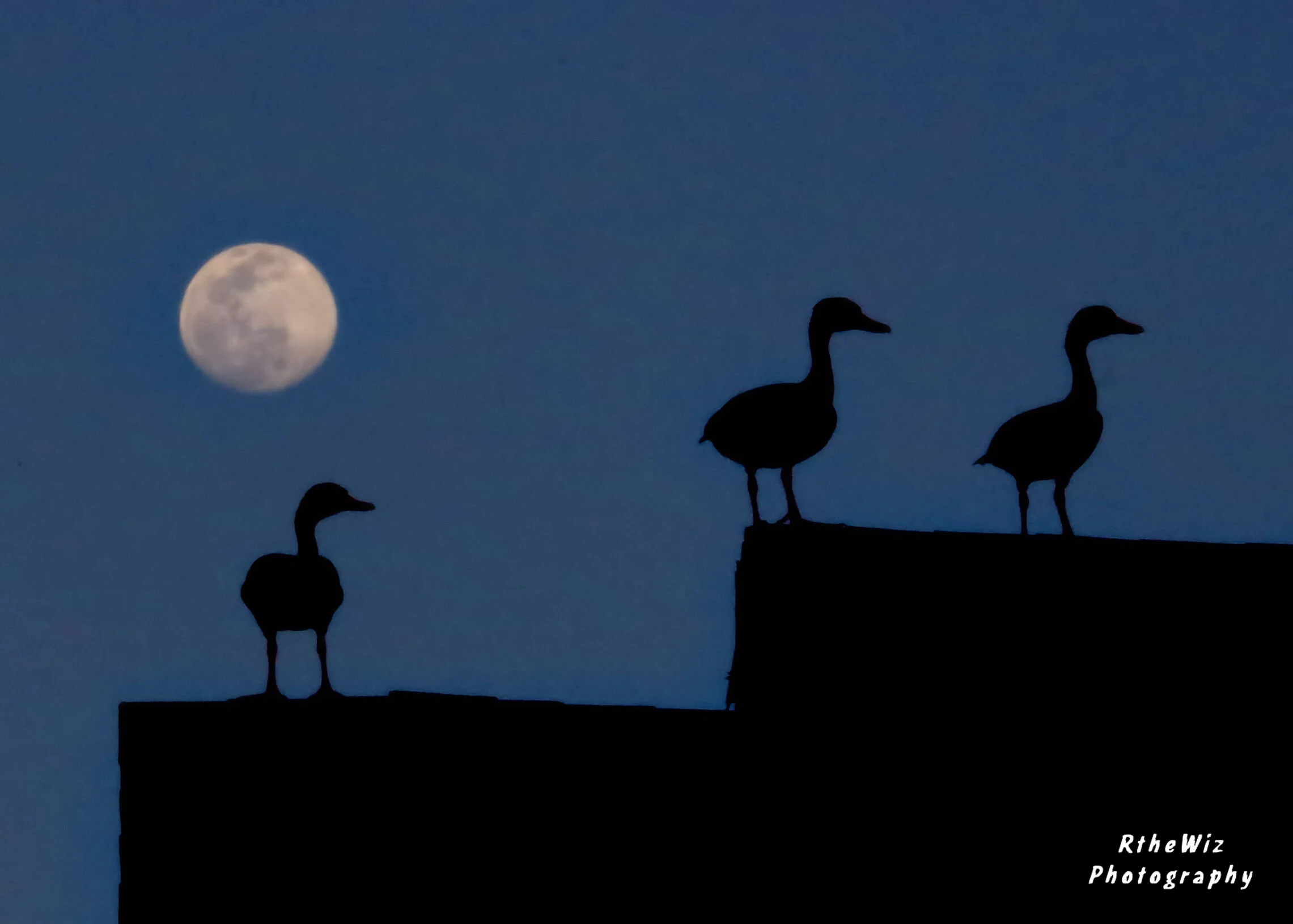 Ducks by Moonlight