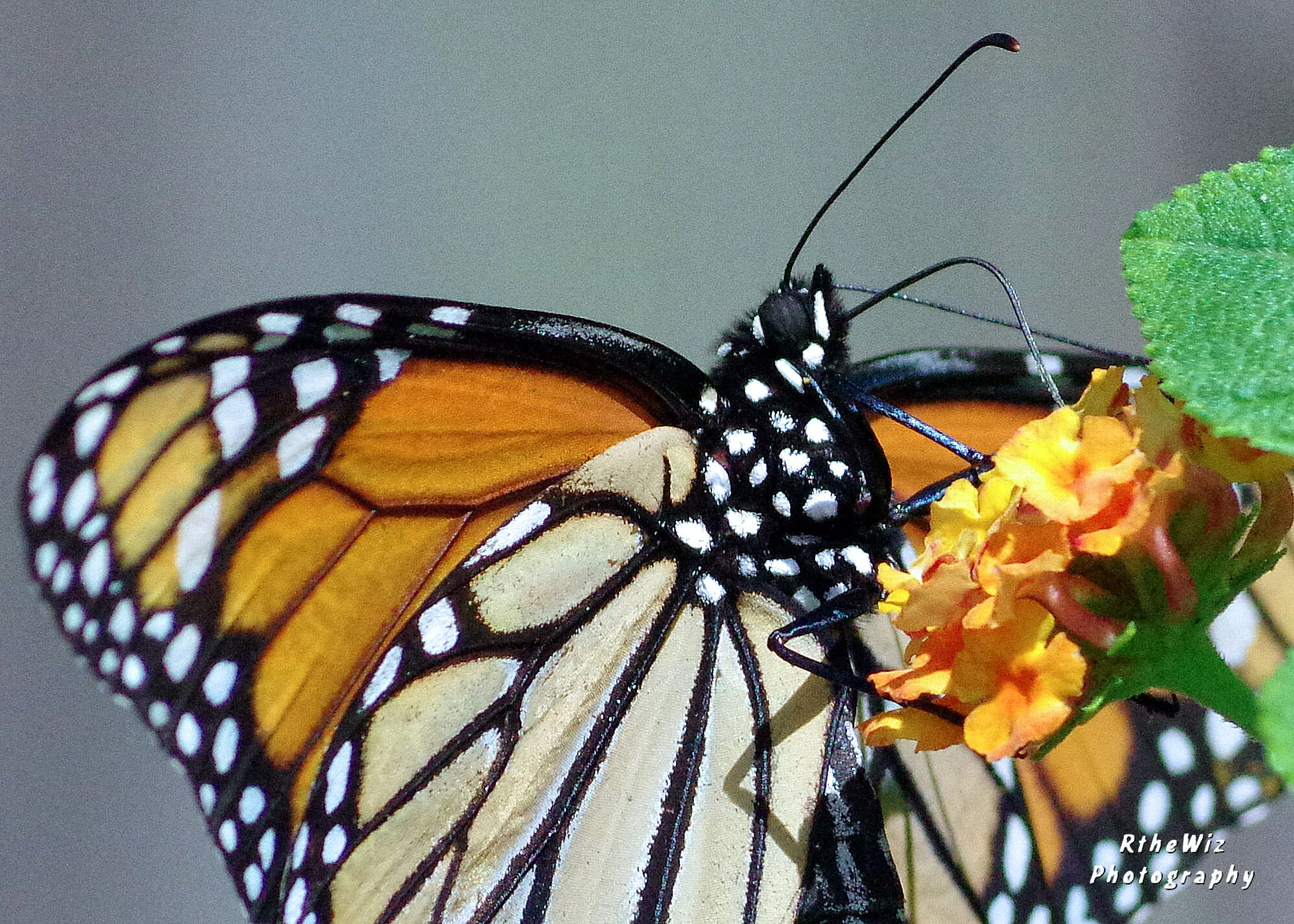 Up  close and personal.