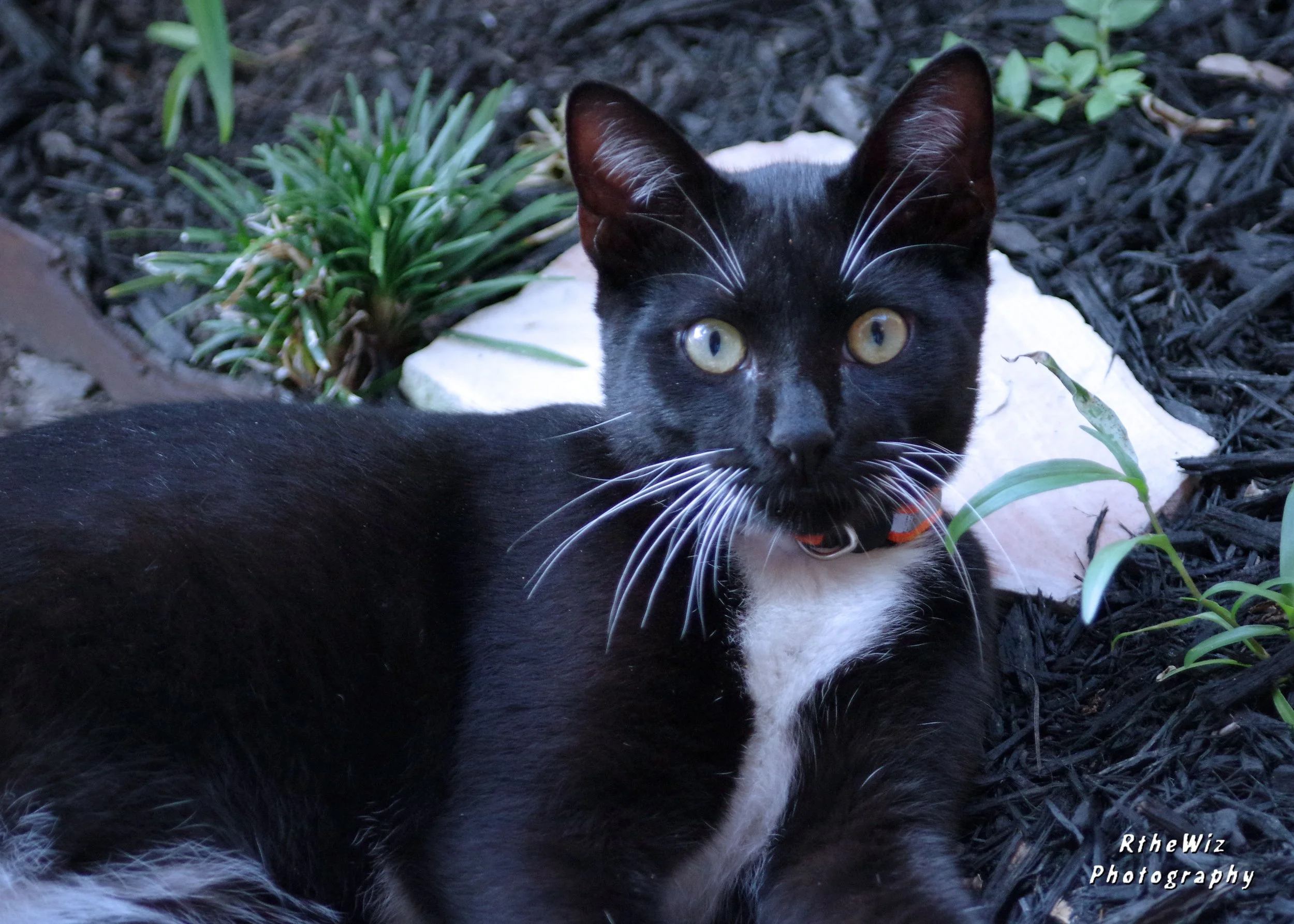 Copy of RWIZ3224.JPG