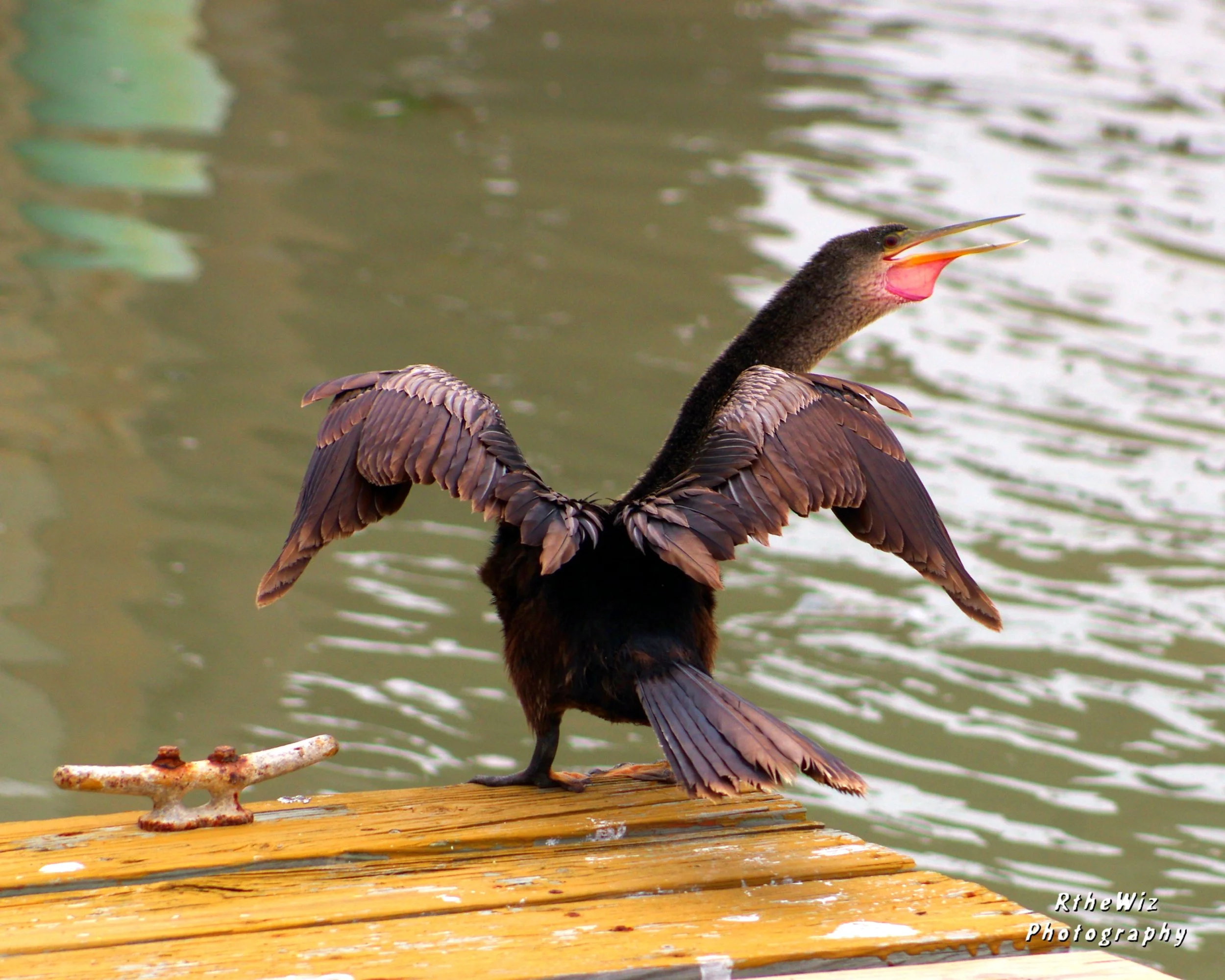 Anhinga - Port Isabel