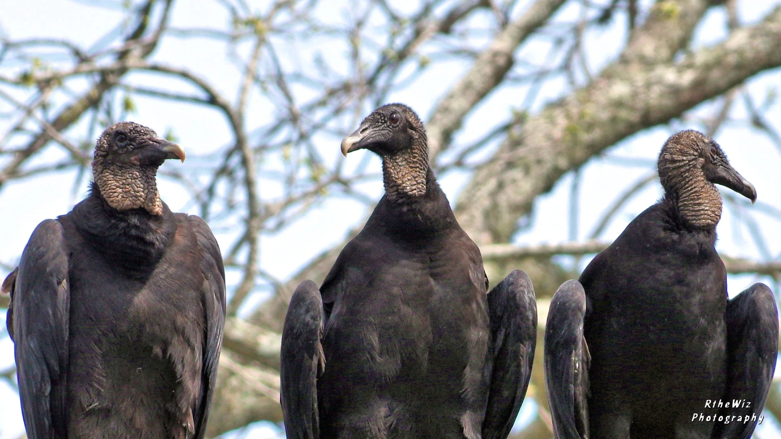 Buzzards - Richmond, Texas
