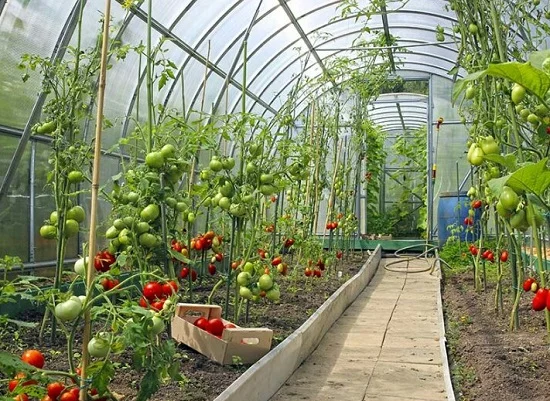 greenhouse use jpg.jpg