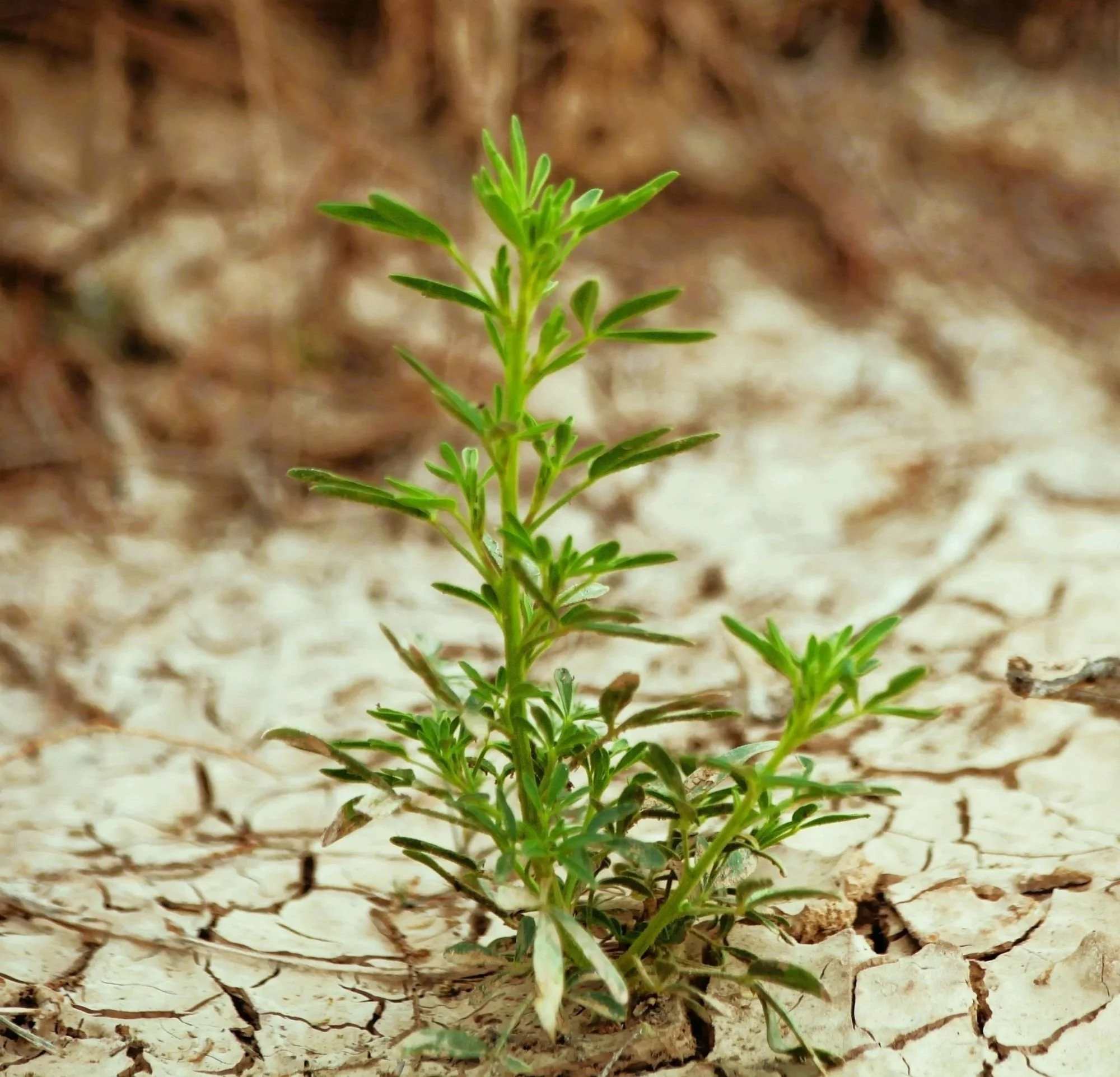 Psychotherapy for life changes: a green seedling growing out of cracked dry earth