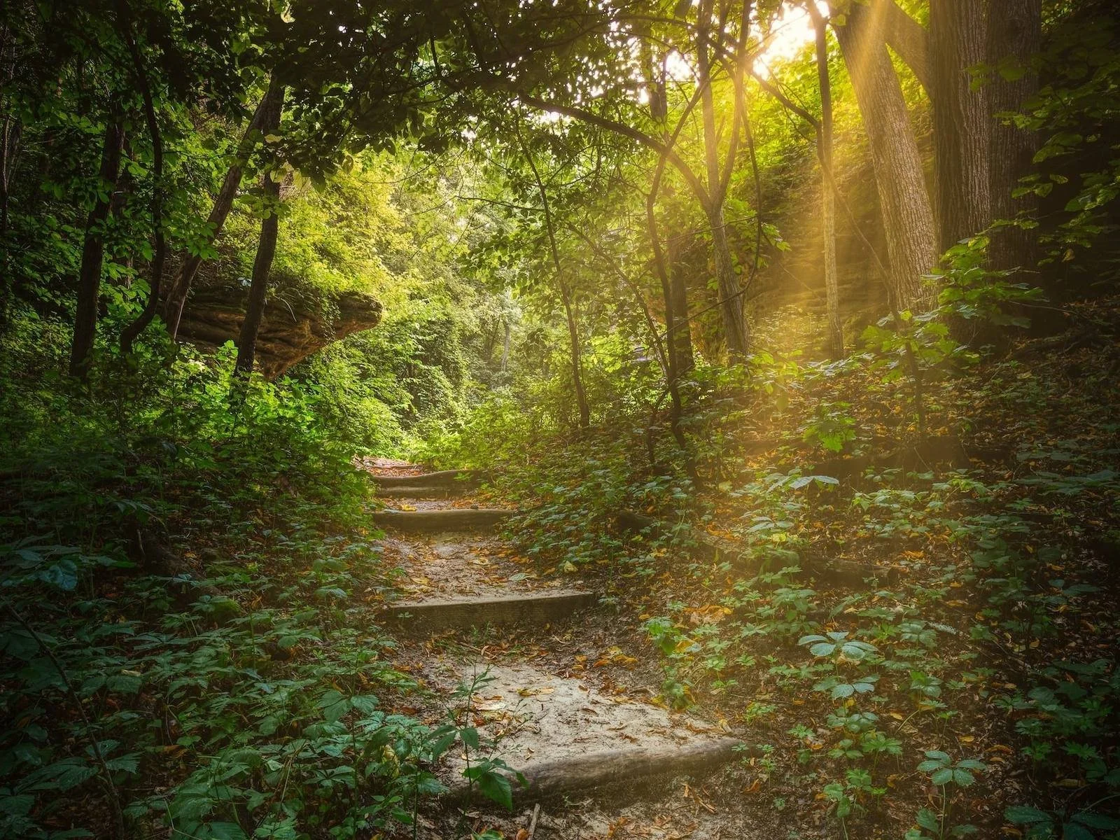 Sunlit forest path with stone steps leading uphill