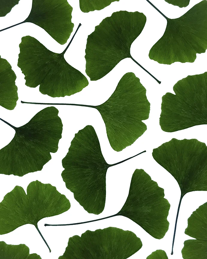 Ginkgo for Website 1 1-12-18.jpg