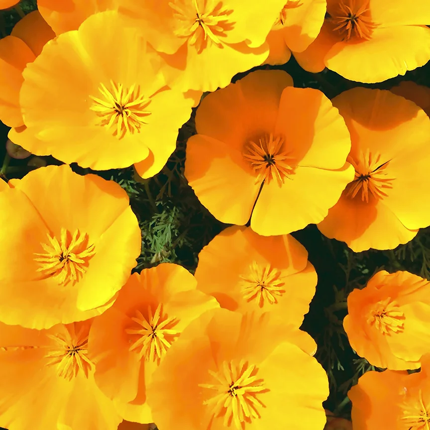 Poppies Four for Website 1-12-18.jpg