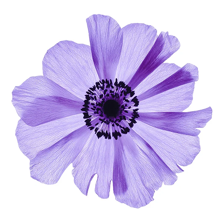 Purple Anemone 8-26-17 for Website.jpg
