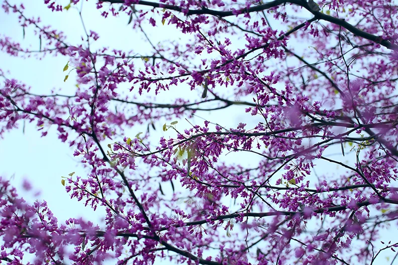 Redbud 01-26-18 for Website.jpg