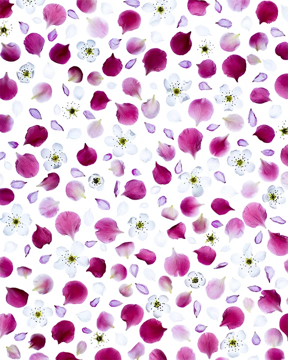THE Spring Blossoms 1-29-18 for Website.jpg