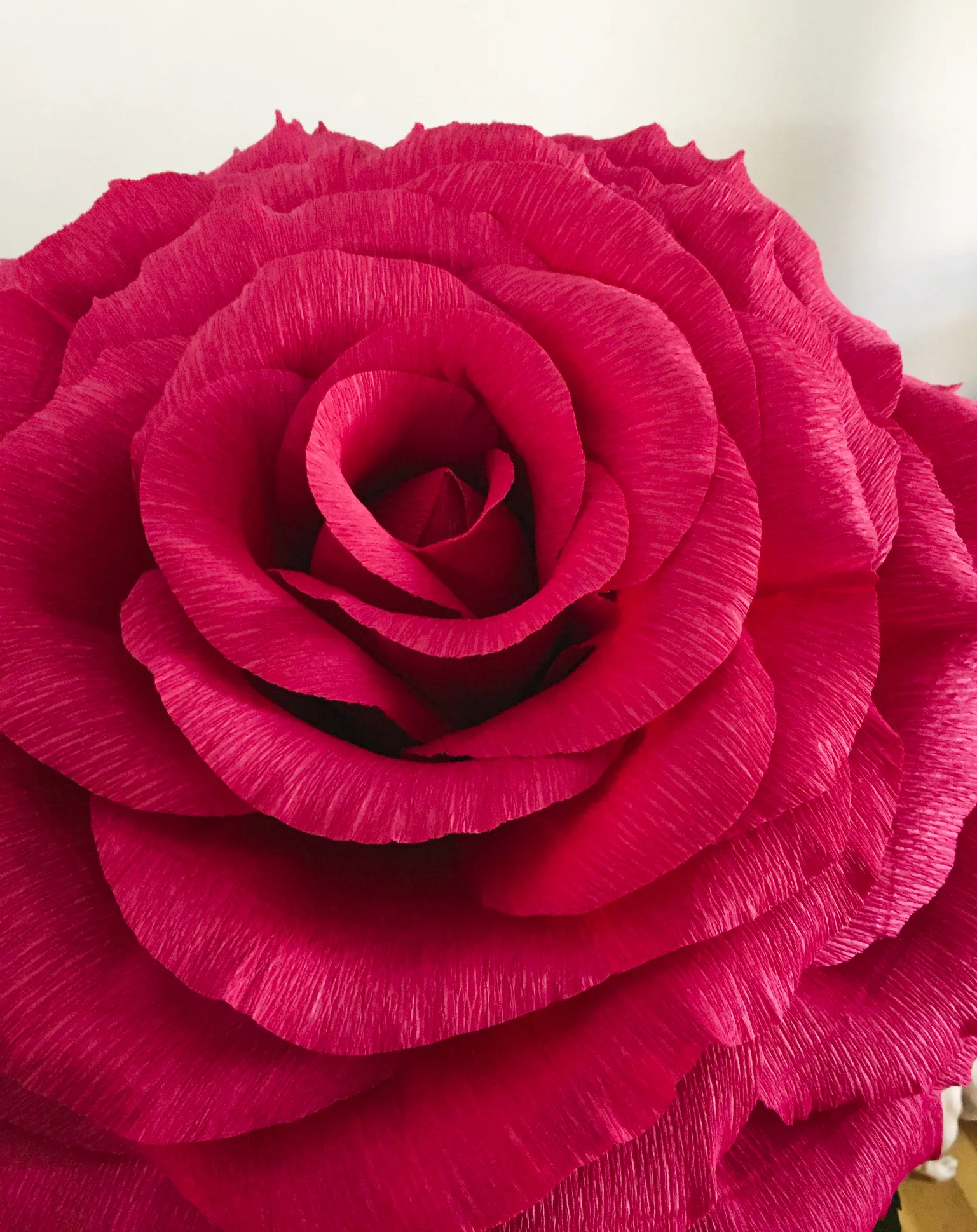 Red Rose 1.JPG