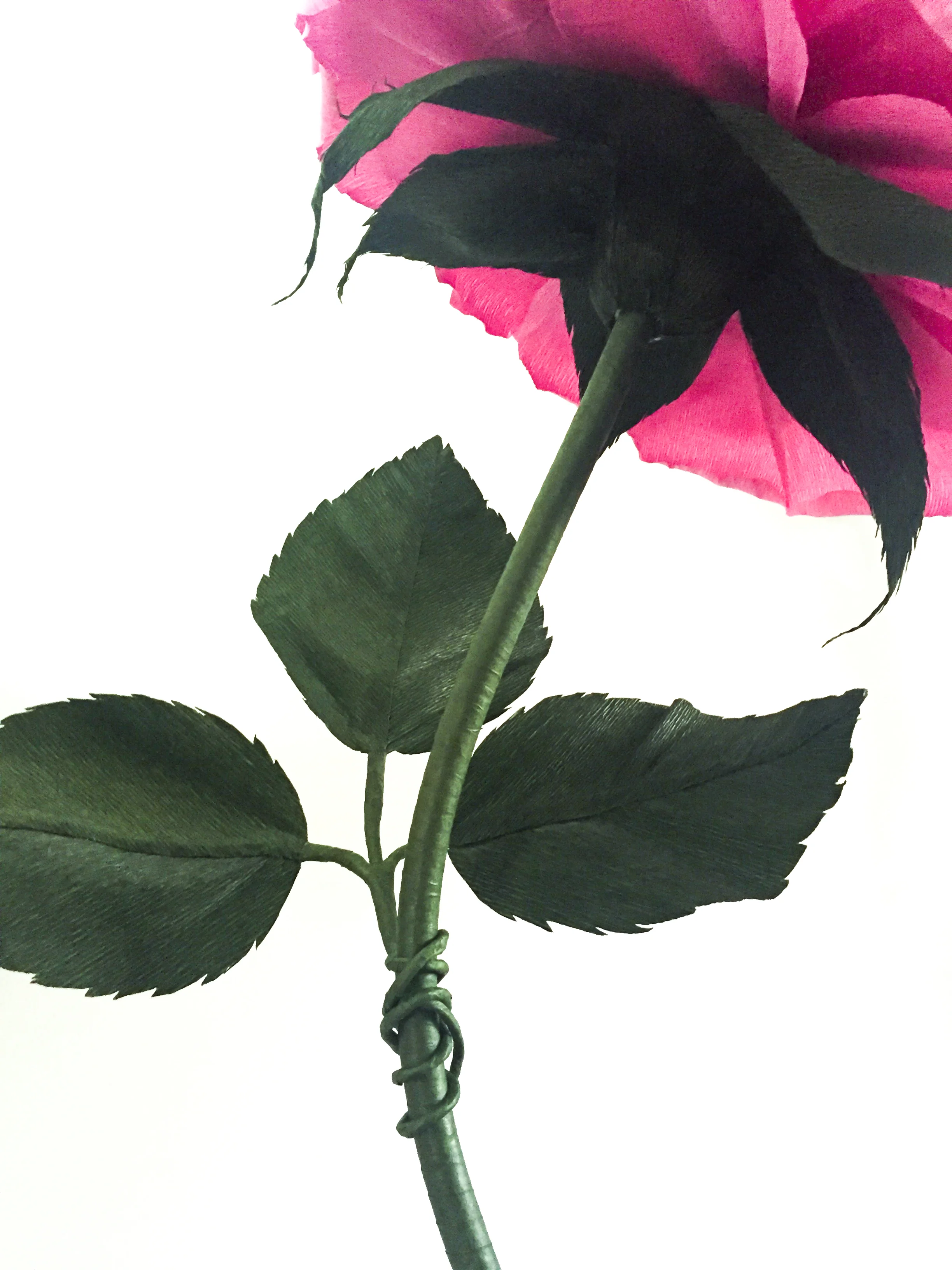 Pink Rose 4.2 for Website.jpg