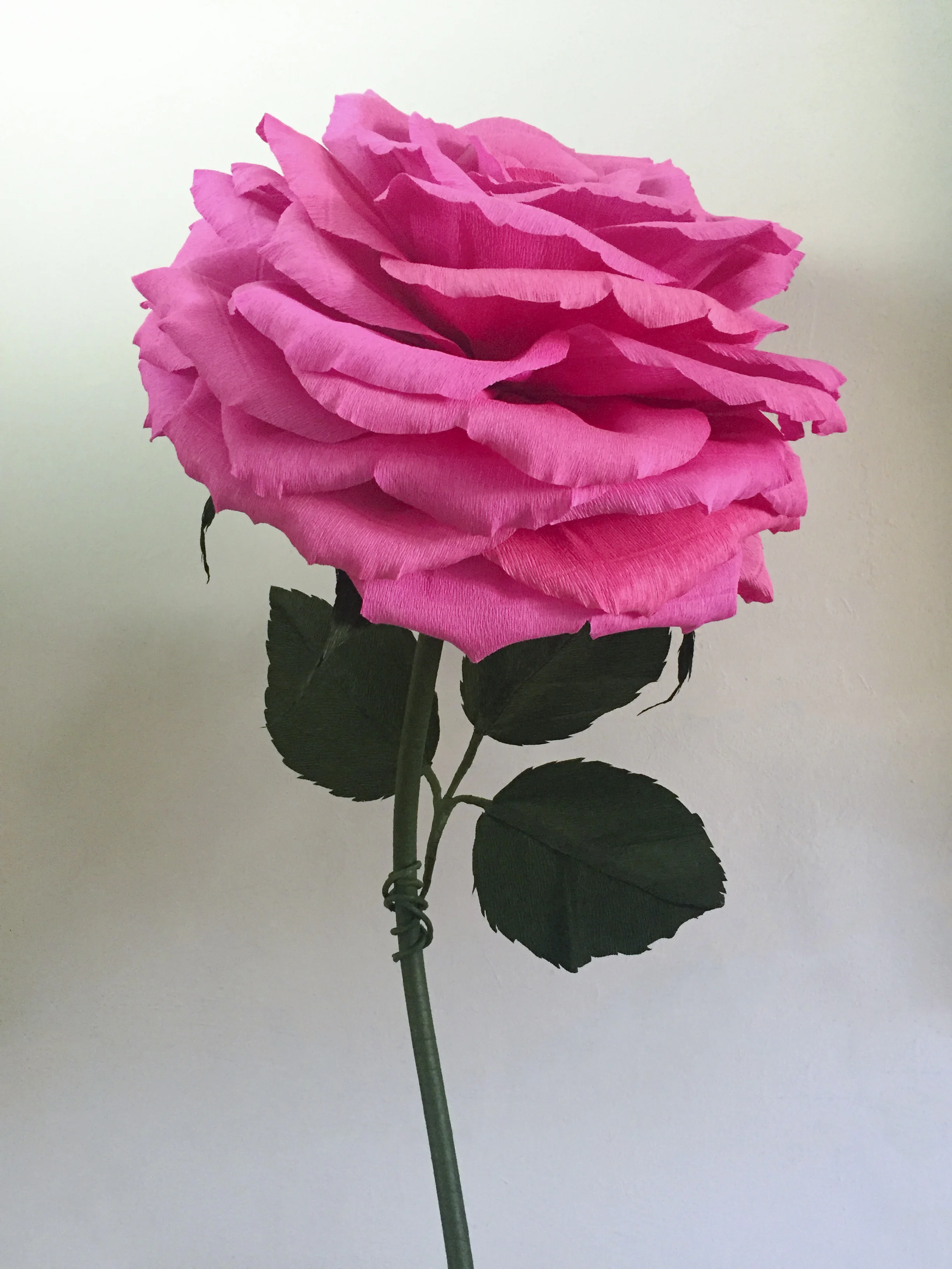 Pink Rose 6 for Website.jpg
