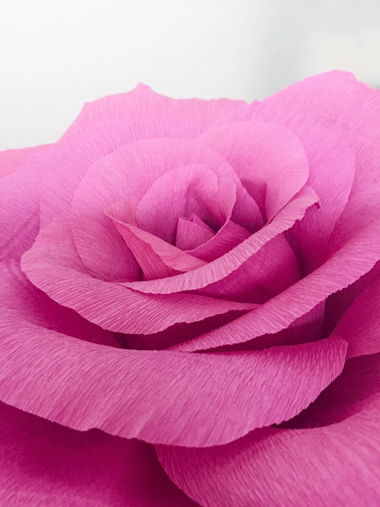 Pink Rose 15 for Website.jpg