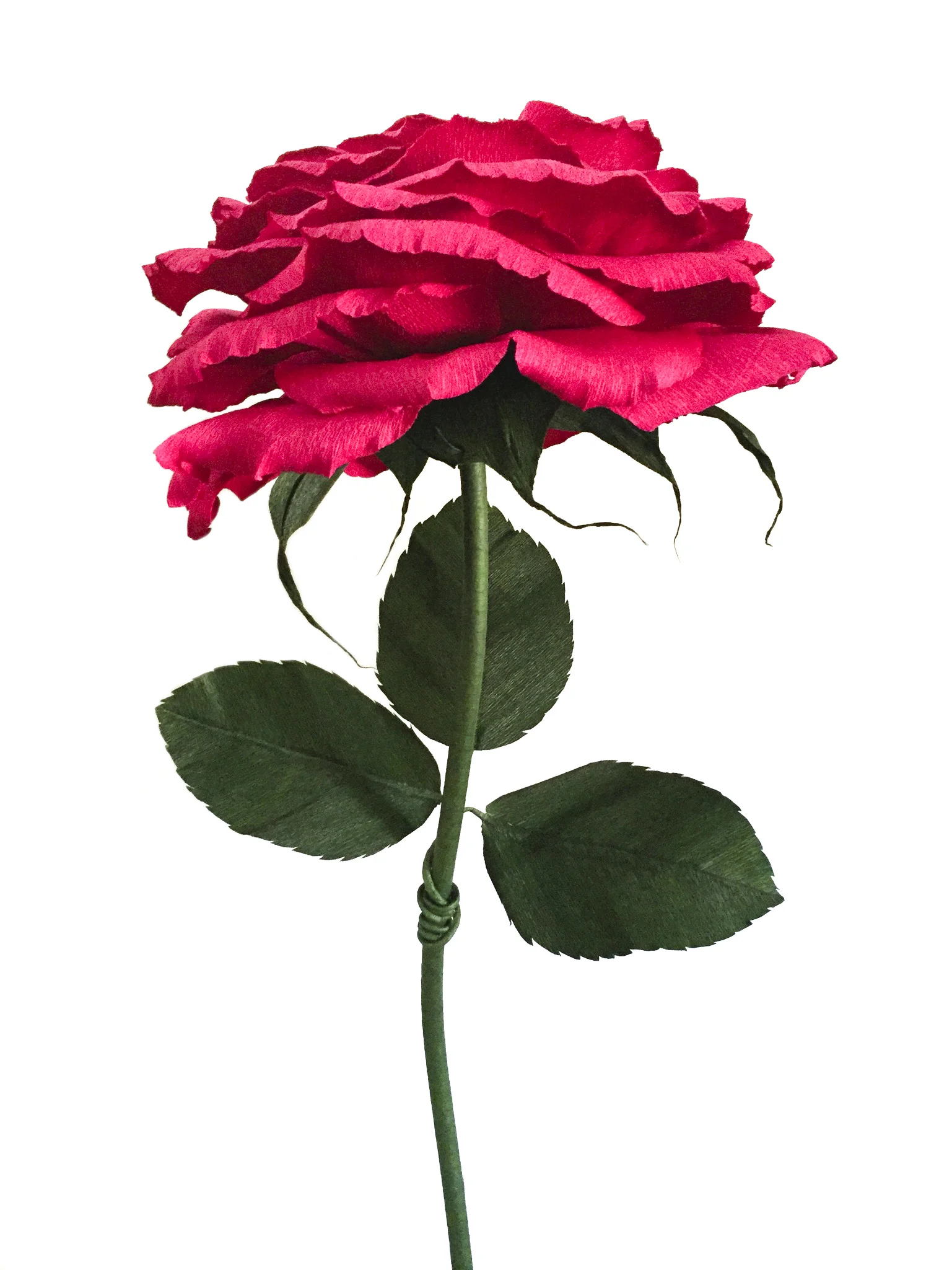Red Rose 6.4 For Website.jpg