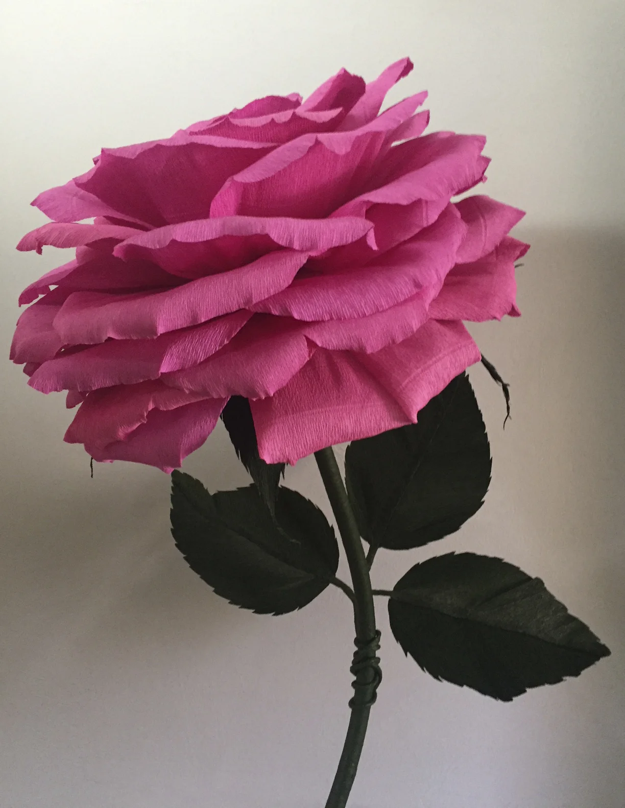 Pink Rose 11.1.jpg